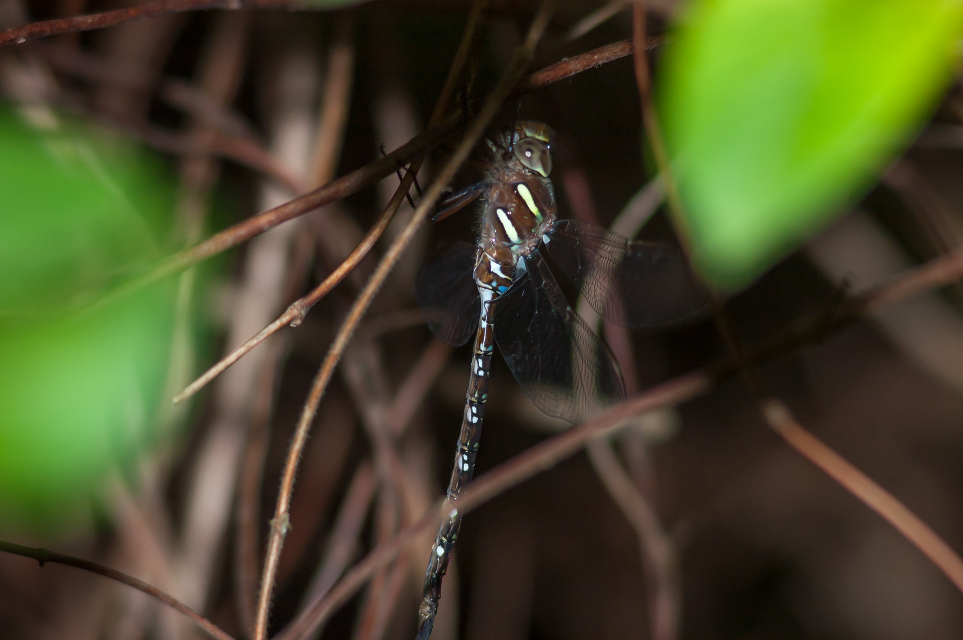 Shadow Darner (Aeshna umbrosa)