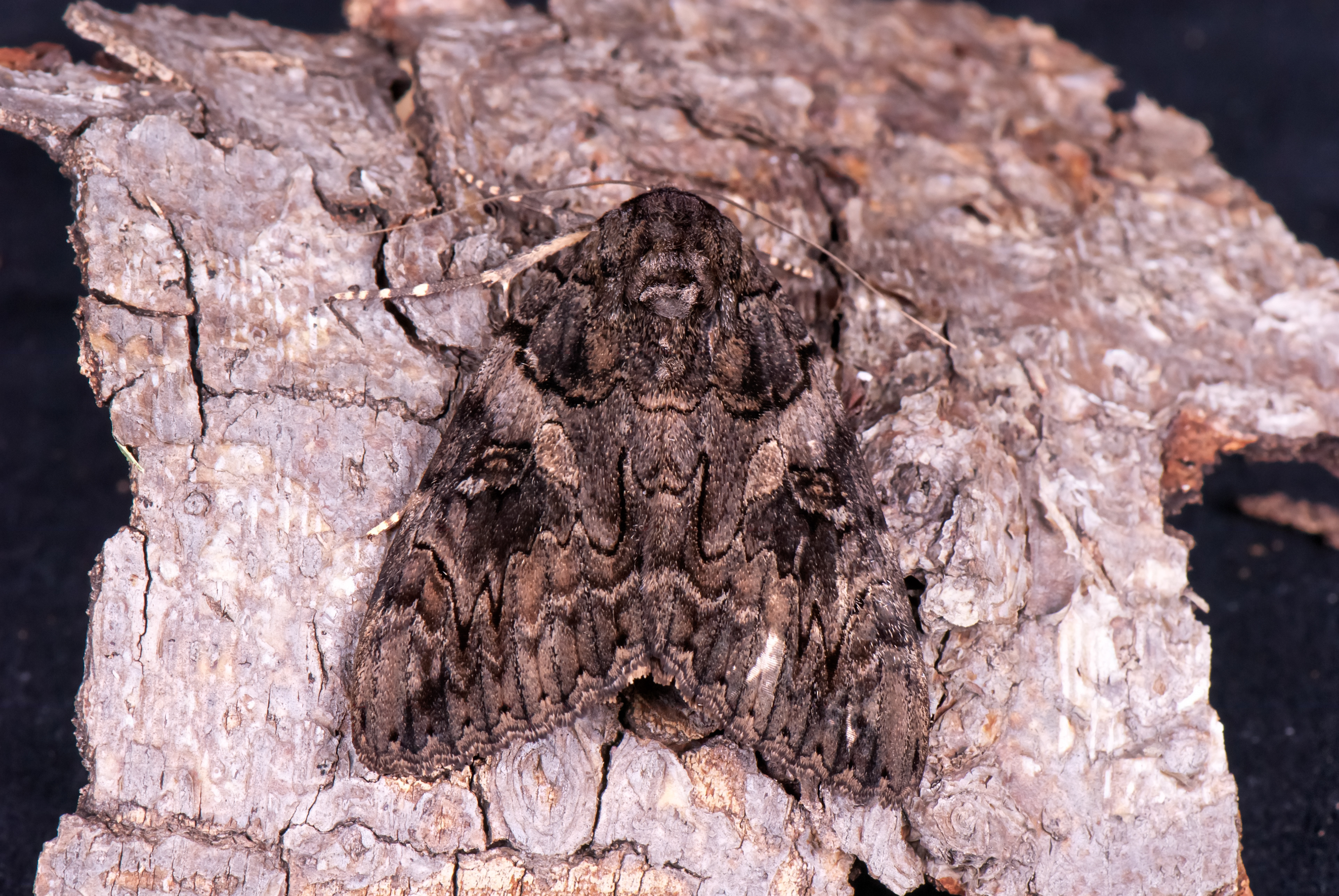 Copper-lined Underwing Moth (
