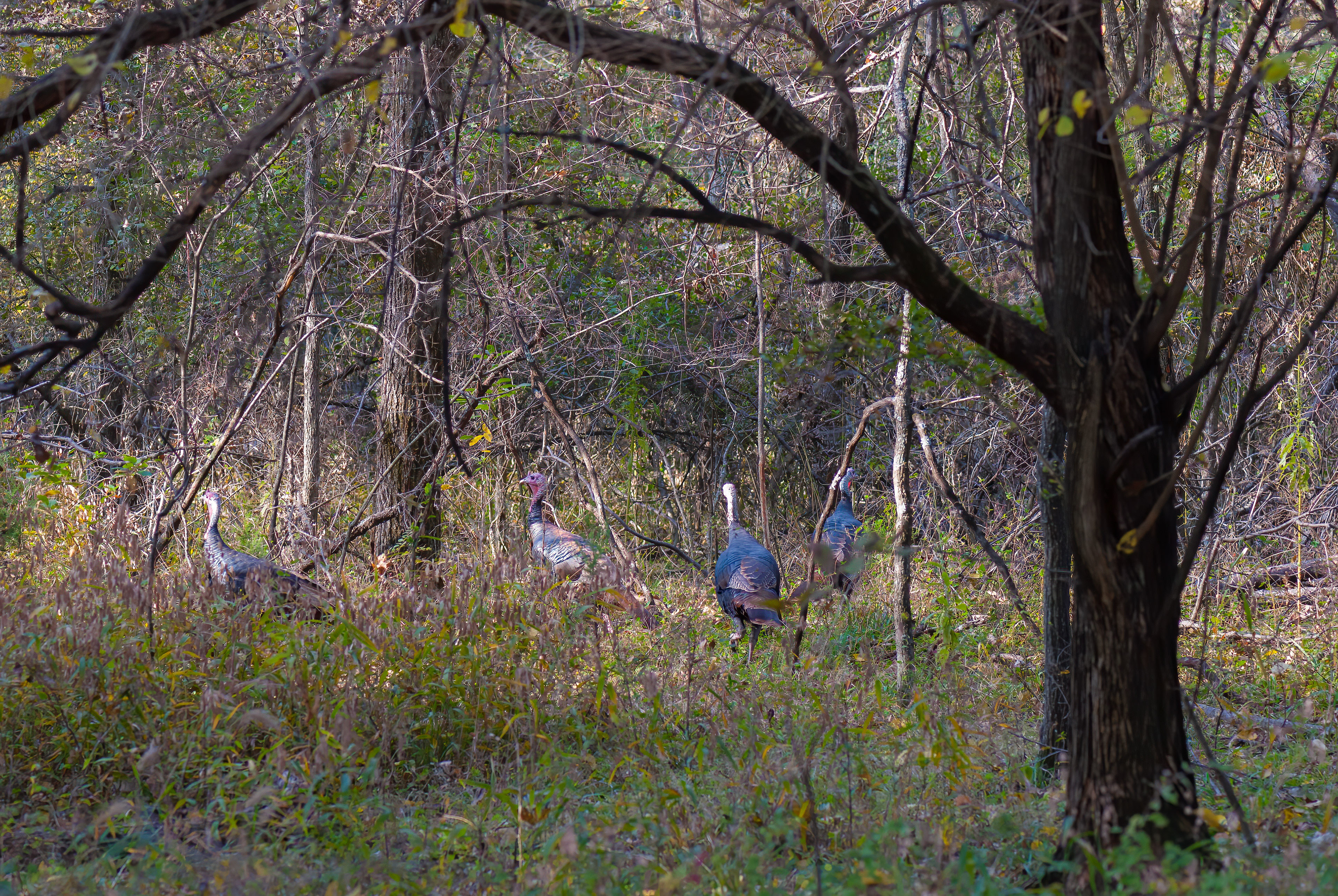 Wild Turkey (Meleagris gallopavo)