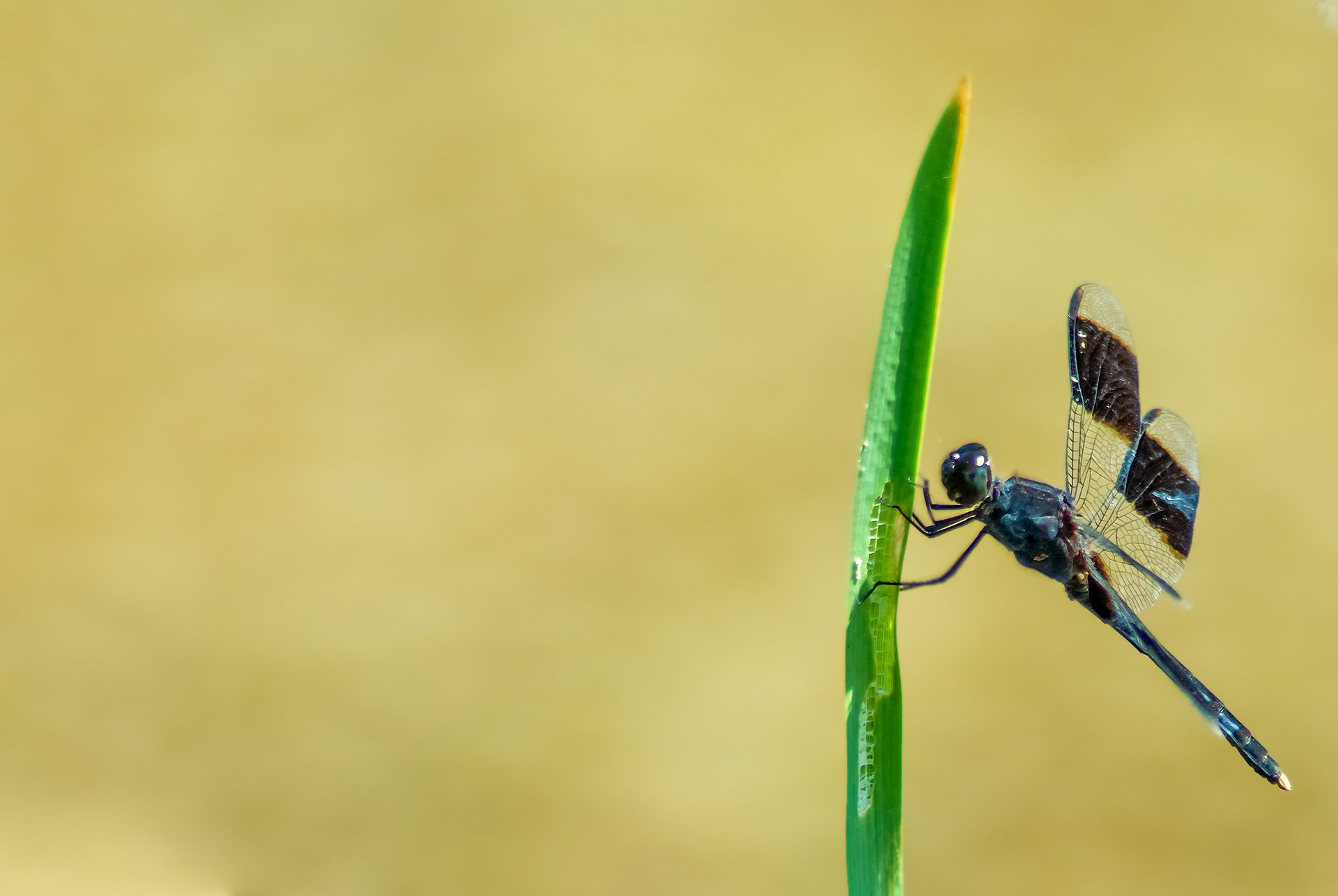 Band-winged Dragonlet (Erythrodiplax umbrata)