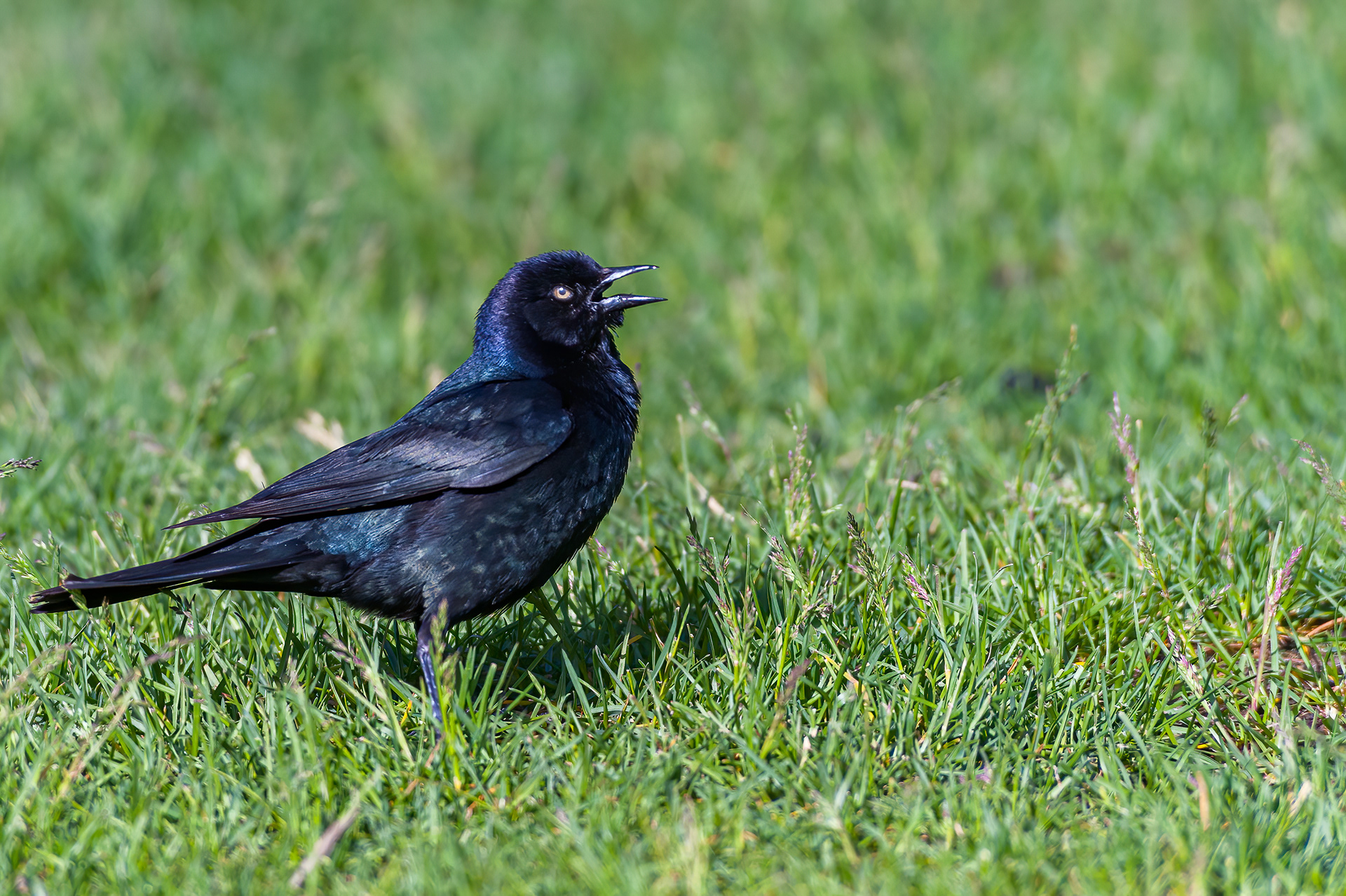Brewer's Blackbird (Euphagus cyanocephalus)