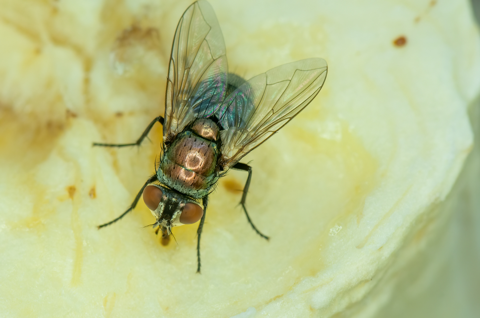 	Green Bottle Fly (Calliphoridae)