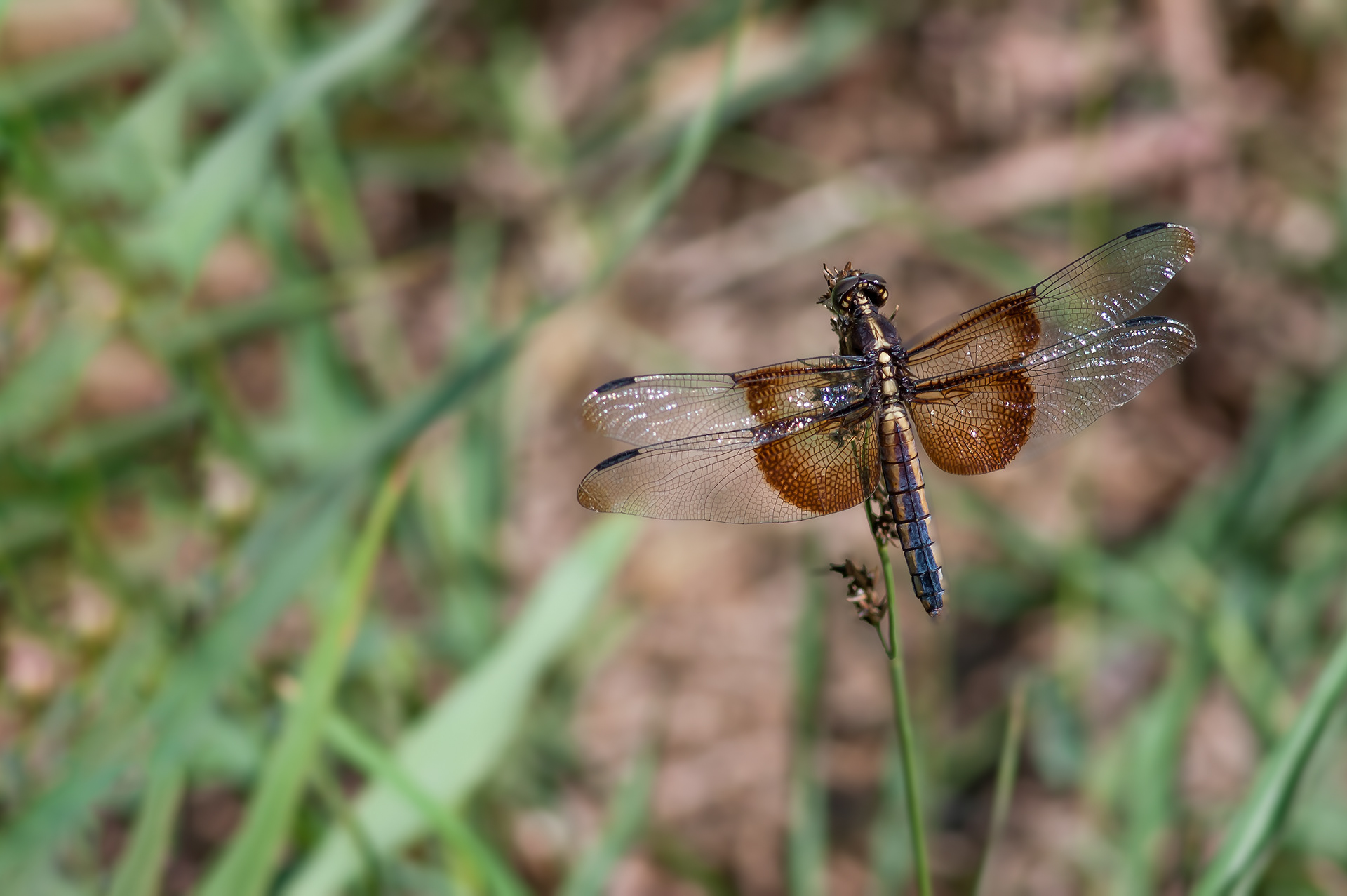 Widow Skimmer - Female (Libellula luctuosa)