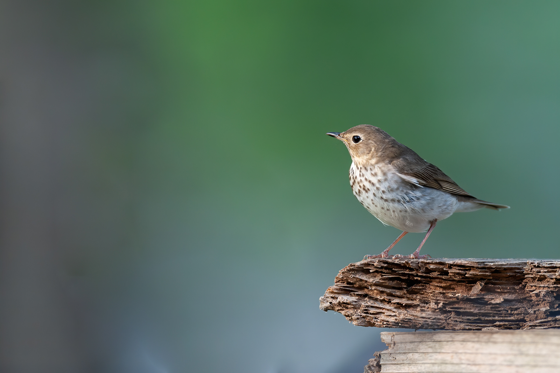 Hermit Thrush (Catharus guttatus)