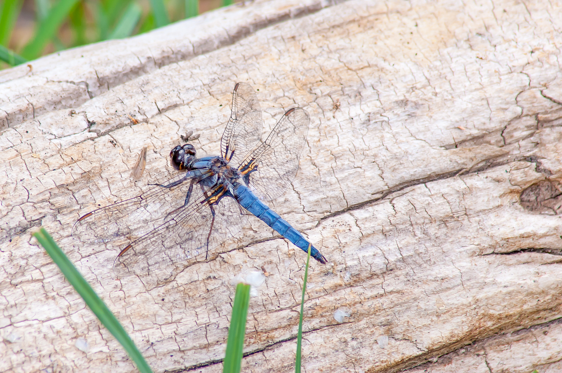 Blue Dasher (Pachydiplax longipennis)