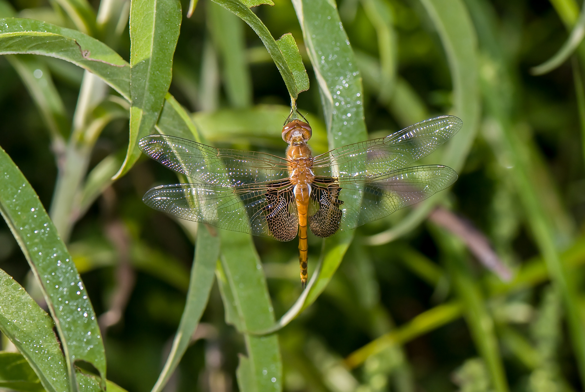 Red Saddlebags (Tramea onusta)