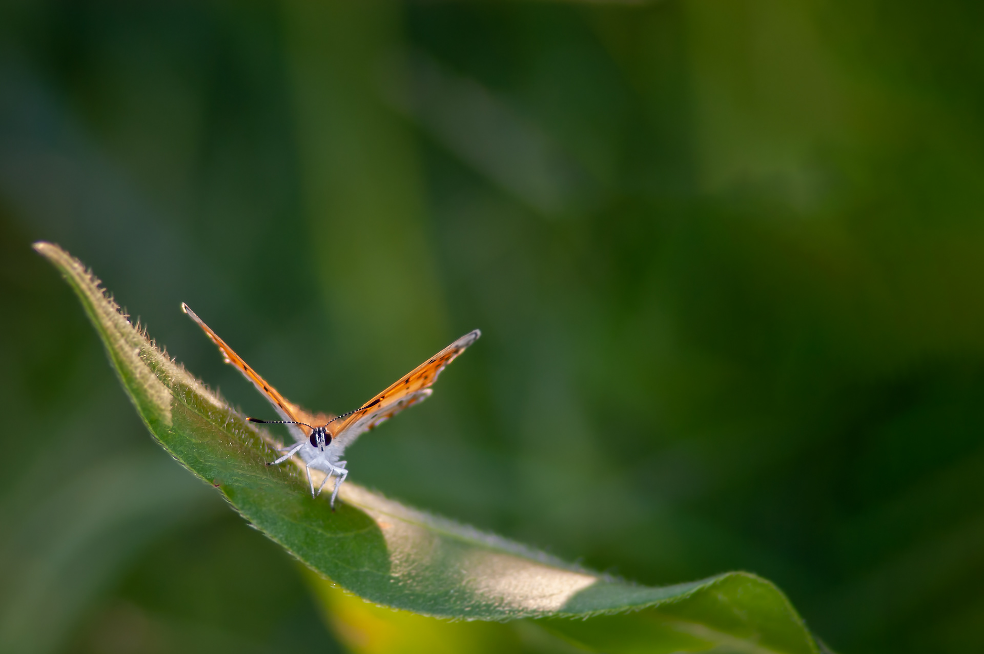 Bronze Copper Butterfly