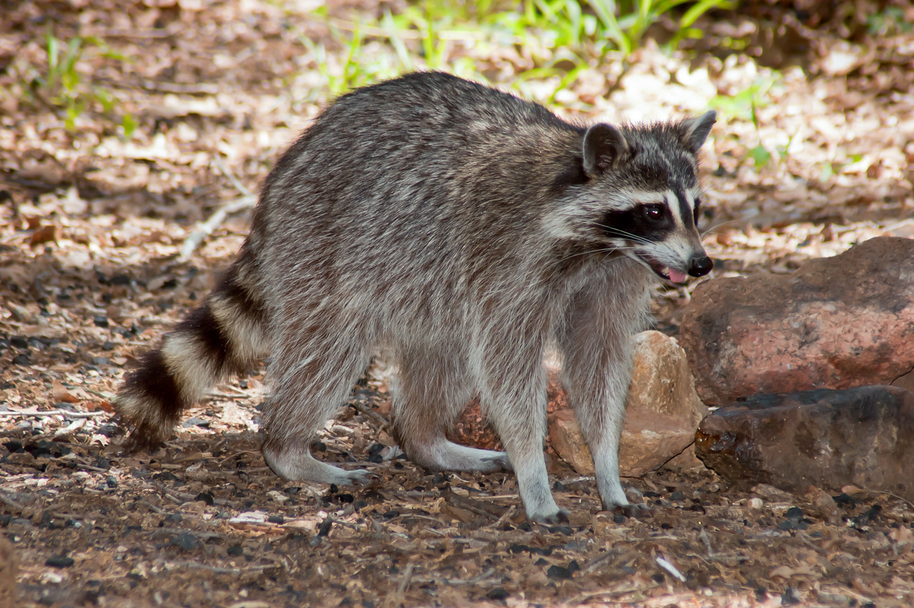 Raccoon Wichita Mountains National Wildlife Refuge