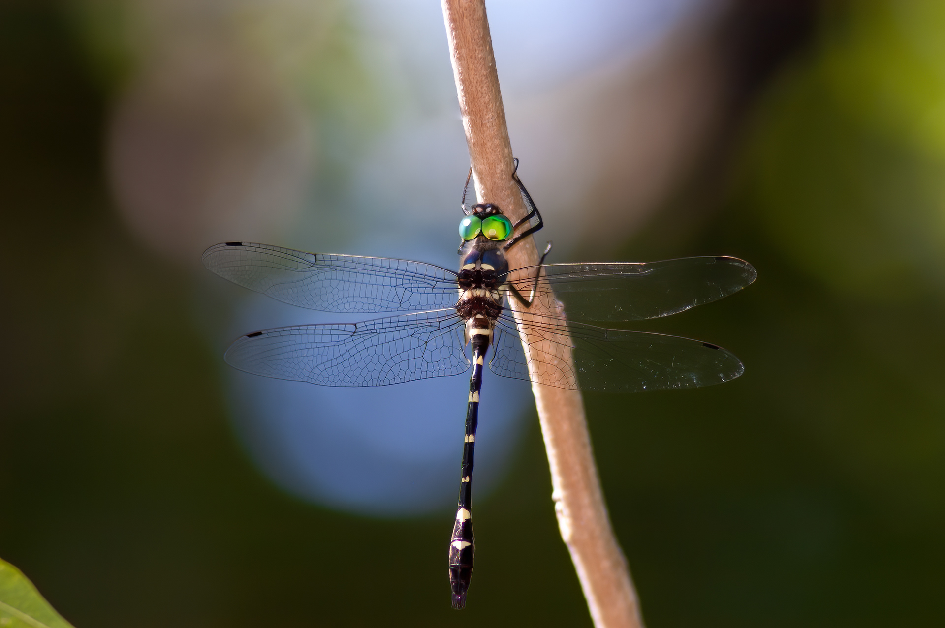 Swift River Cruiser (Macromia illinoiensis) ODC Record #7311
