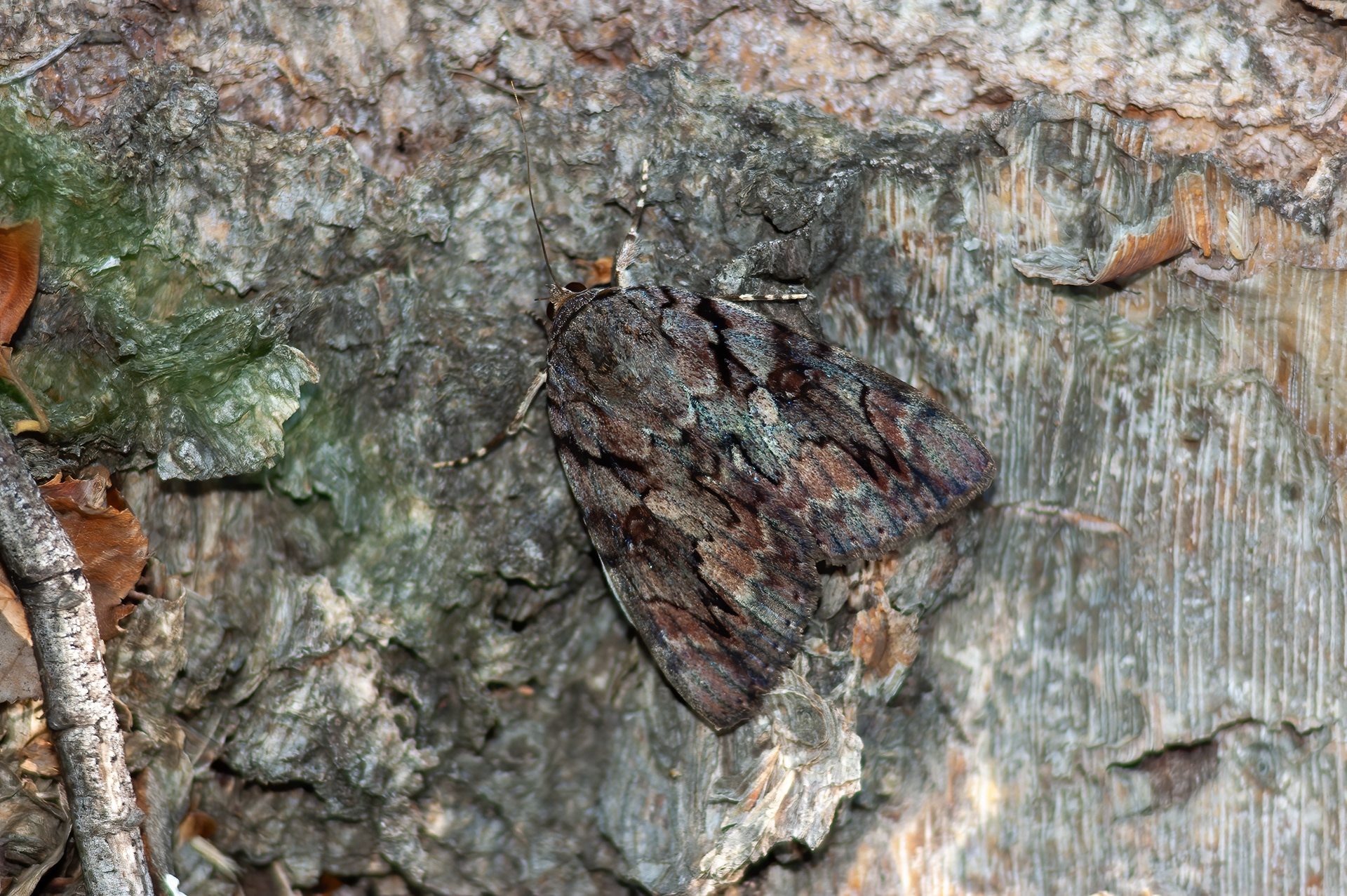 Wonderful Underwing Moth (Catocala mira)