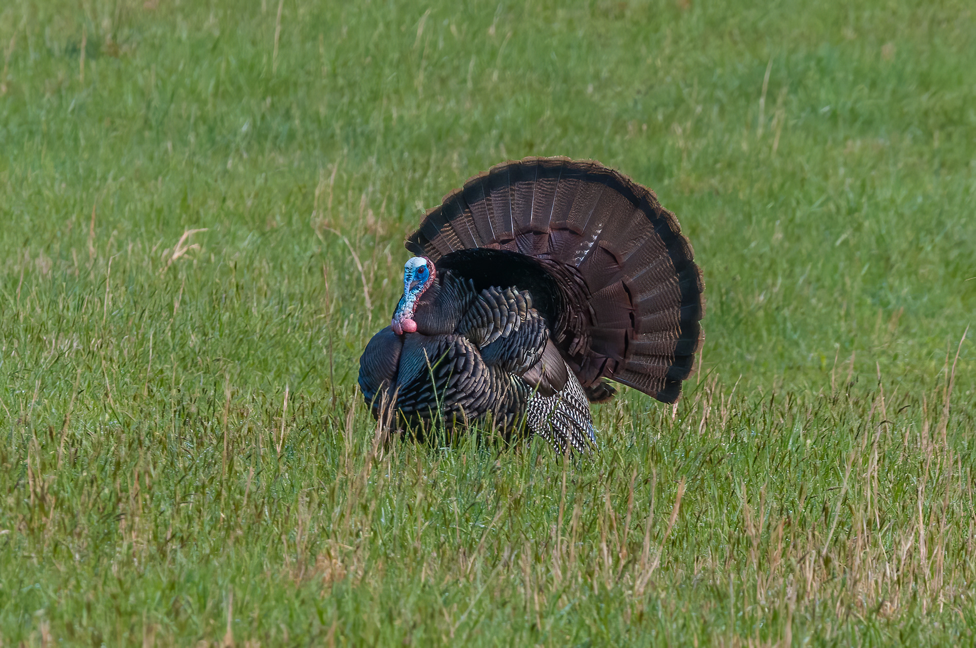 Wild Turkey (Meleagris gallopavo)