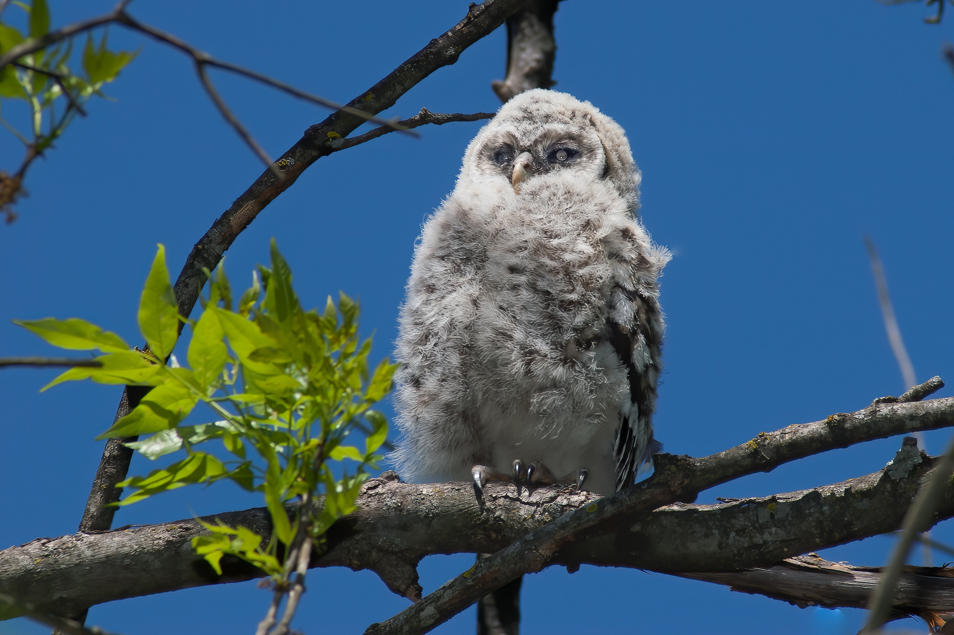 Barred Owl (Strix varia)