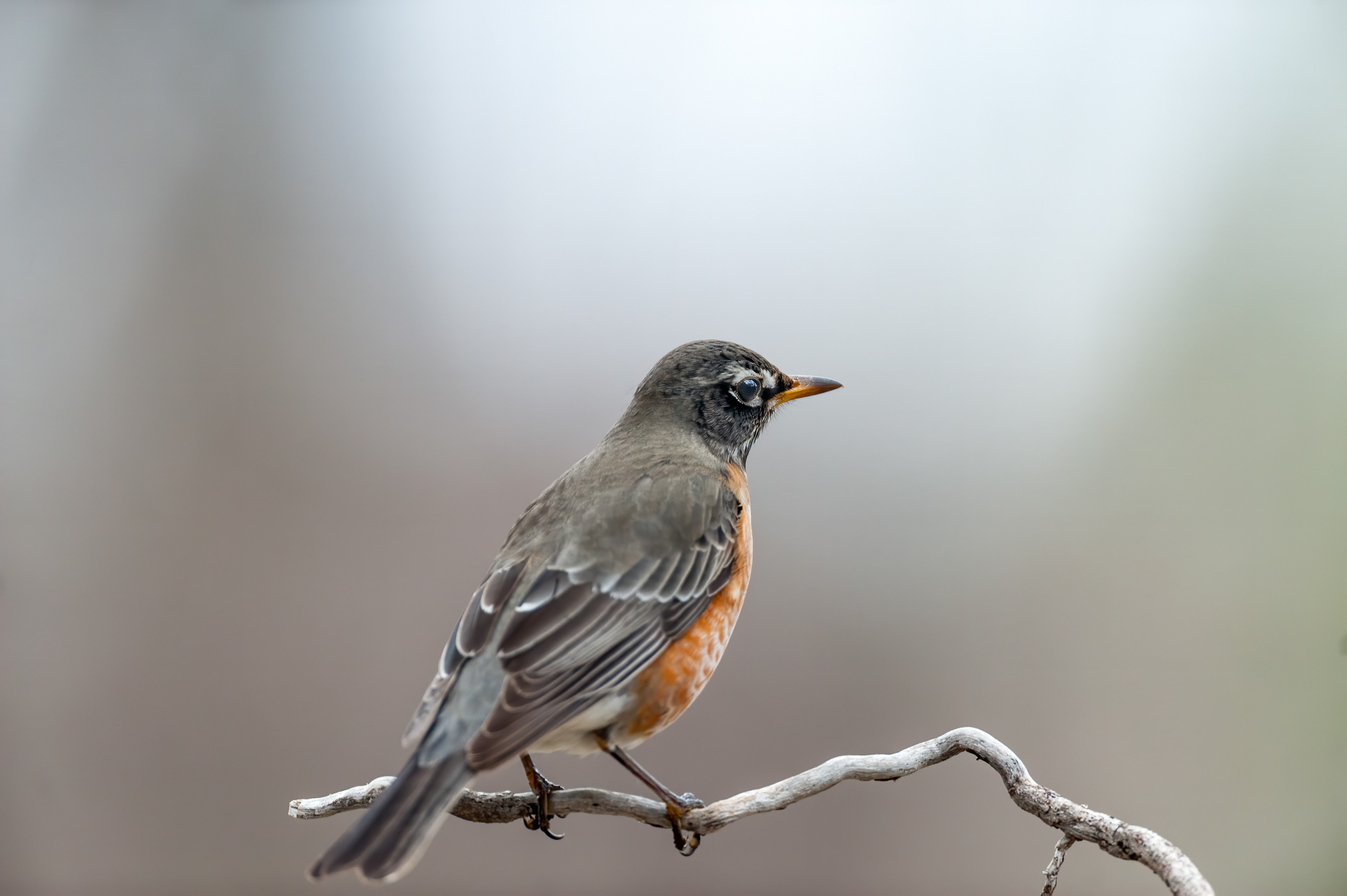 American Robin - Female