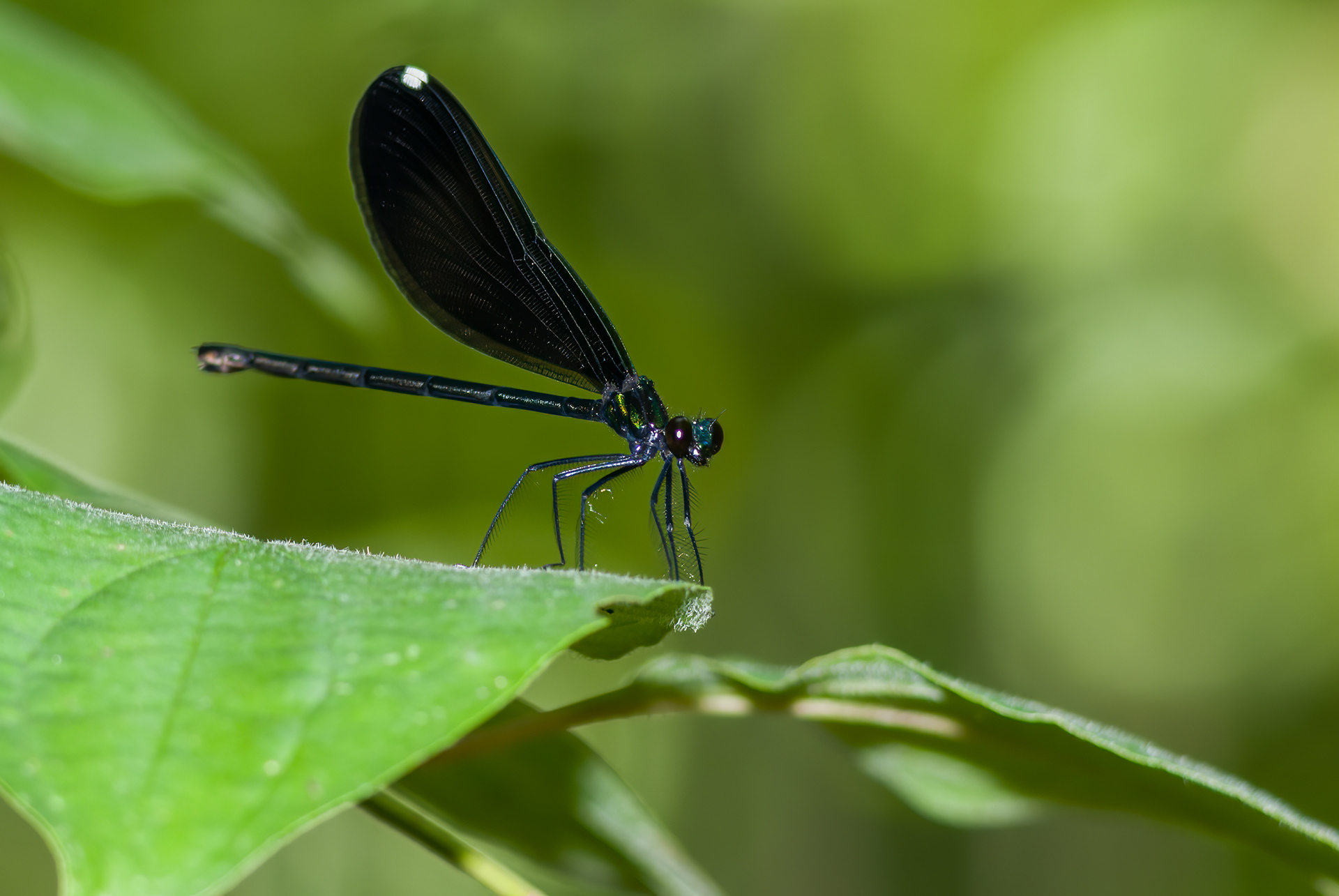 Ebony Jewelwinmg (Calopteryx maculata)