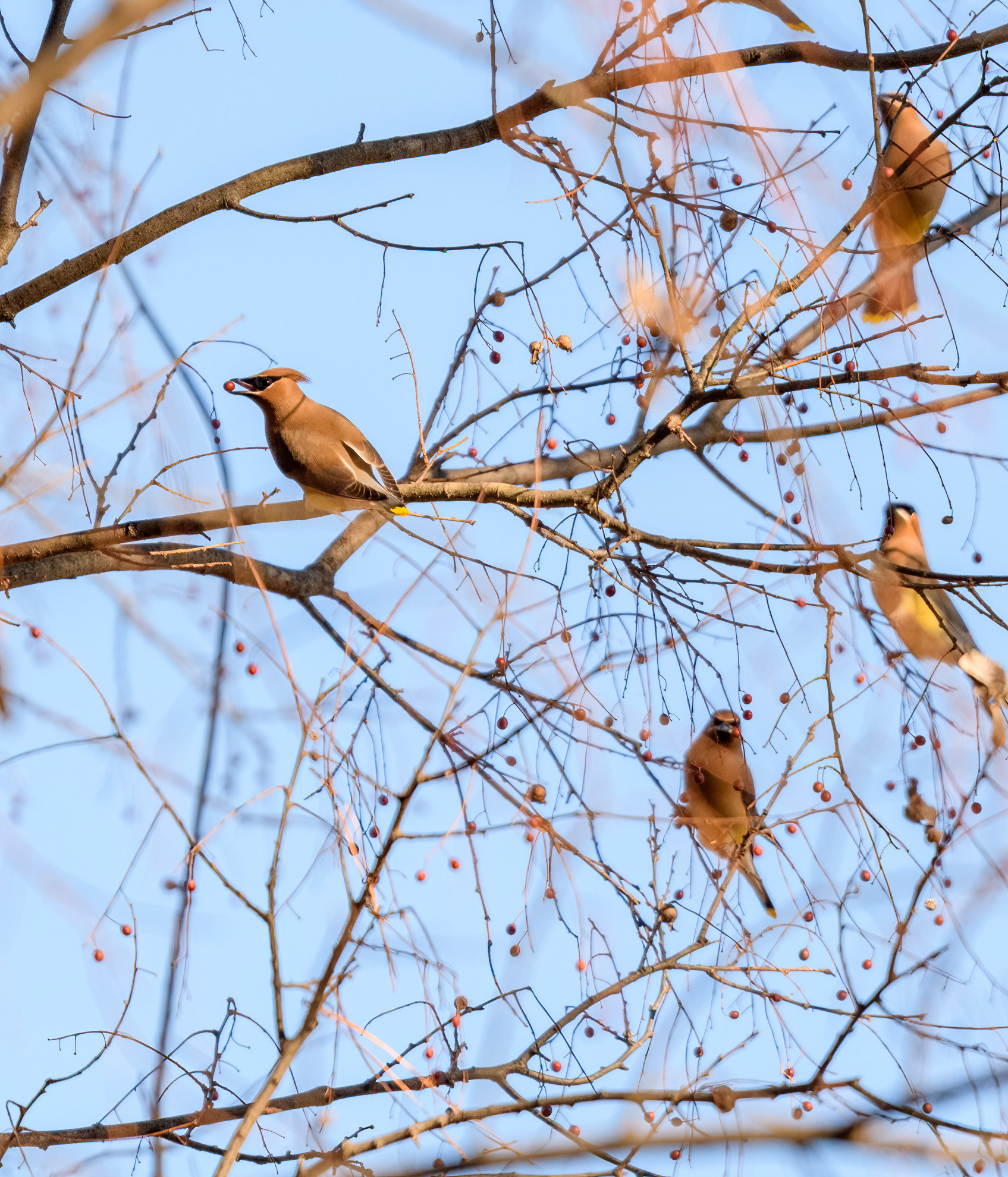 Cedar Waxwings (Bombycilla cedrorum)