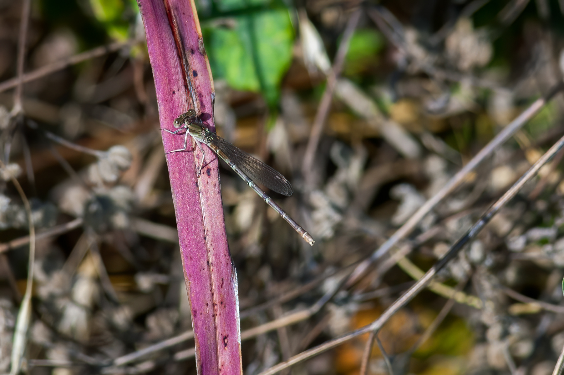 Variable Dancer  (Argia fumipennis)