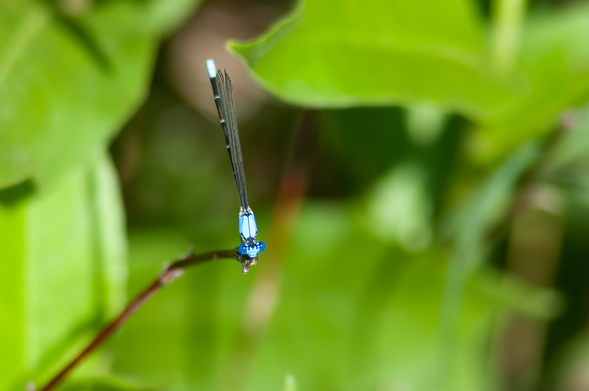 Blue-fronted Dancer (Argia apicalis)