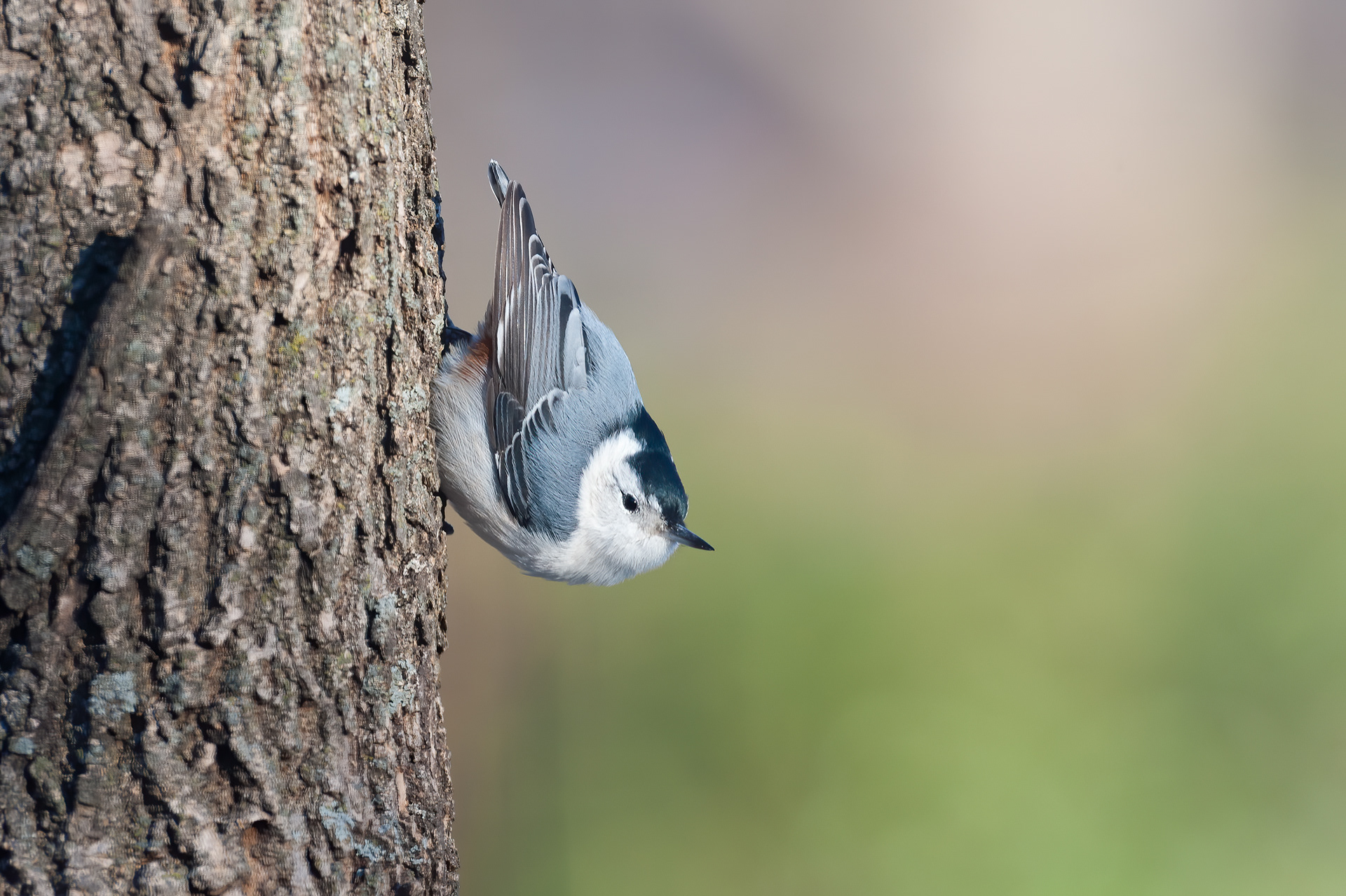 White-breasted Nuthatch (Sitta carolinensis)