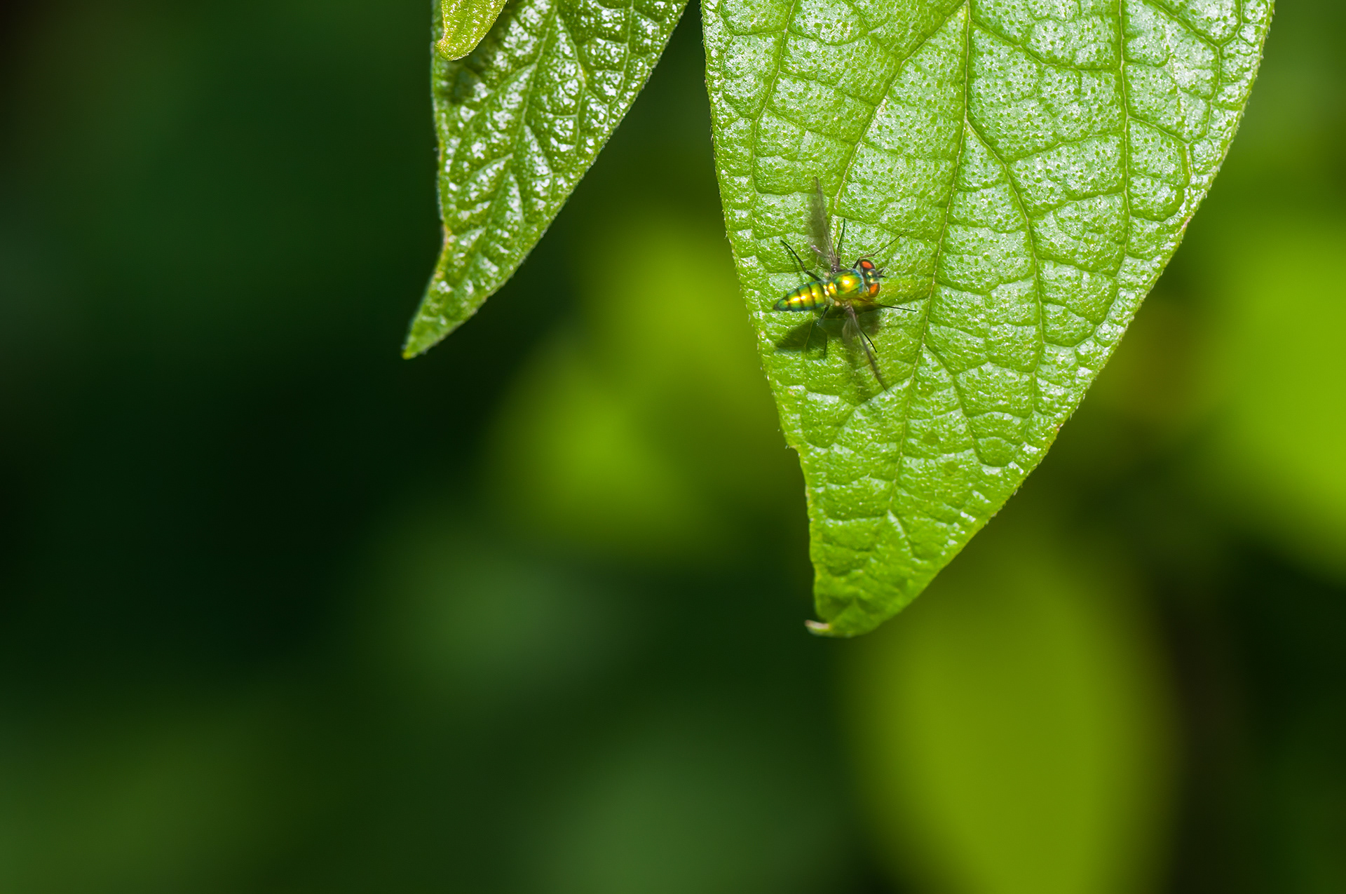 Long-legged Fly (Chrysosoma spp)