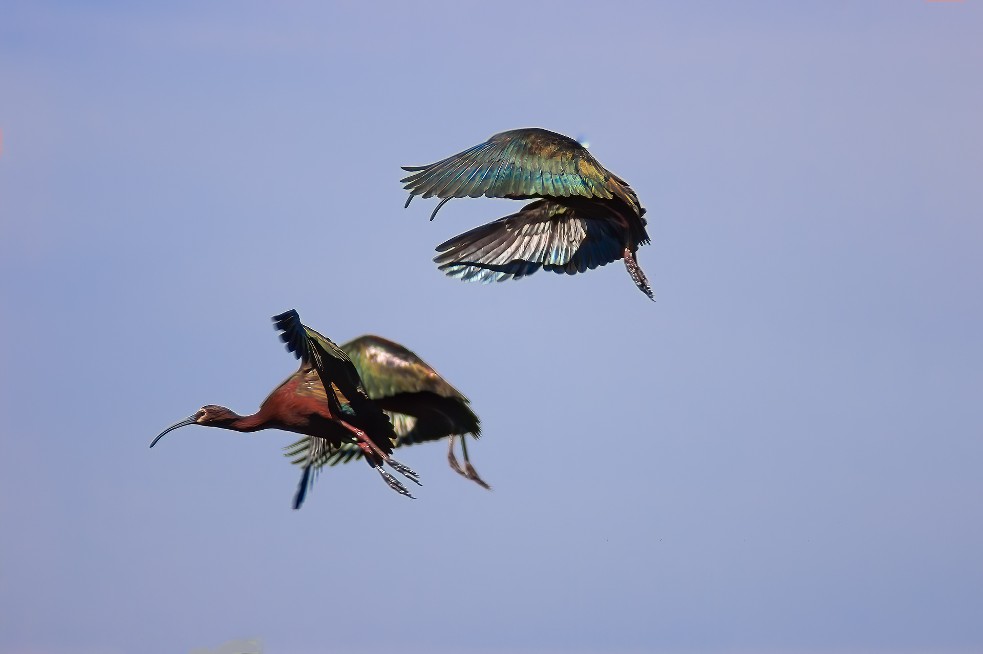 White-faces - Ibis (Plegadis chihi))