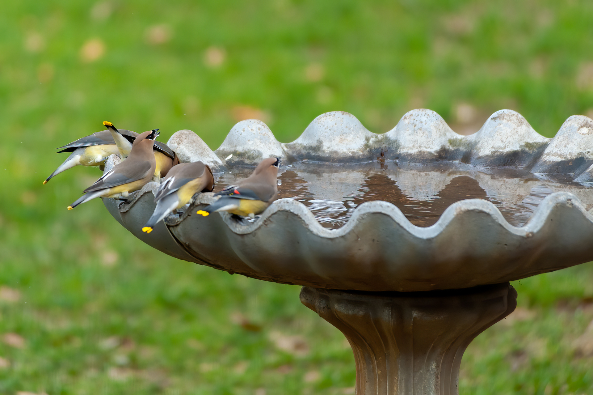 Cedar Waxwings (Bombycilla cedrorum)