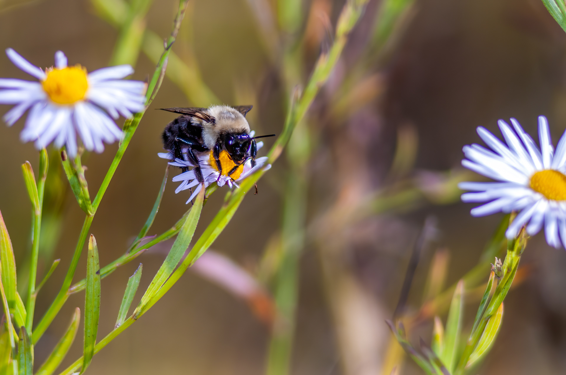 Eastern Carpenter Bee ( Xylocopa virginica)
