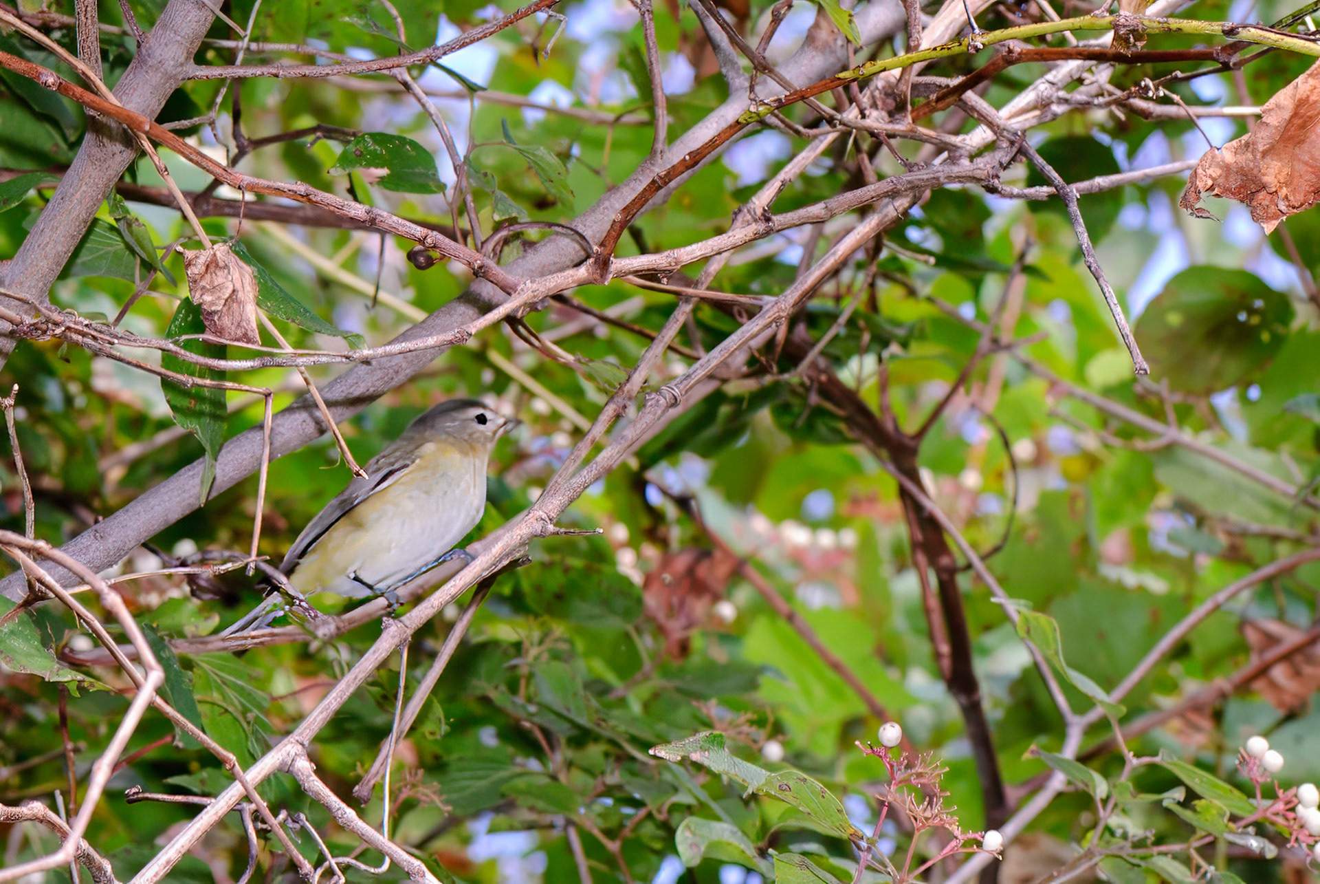 Bell's vireo (Vireo bellii)