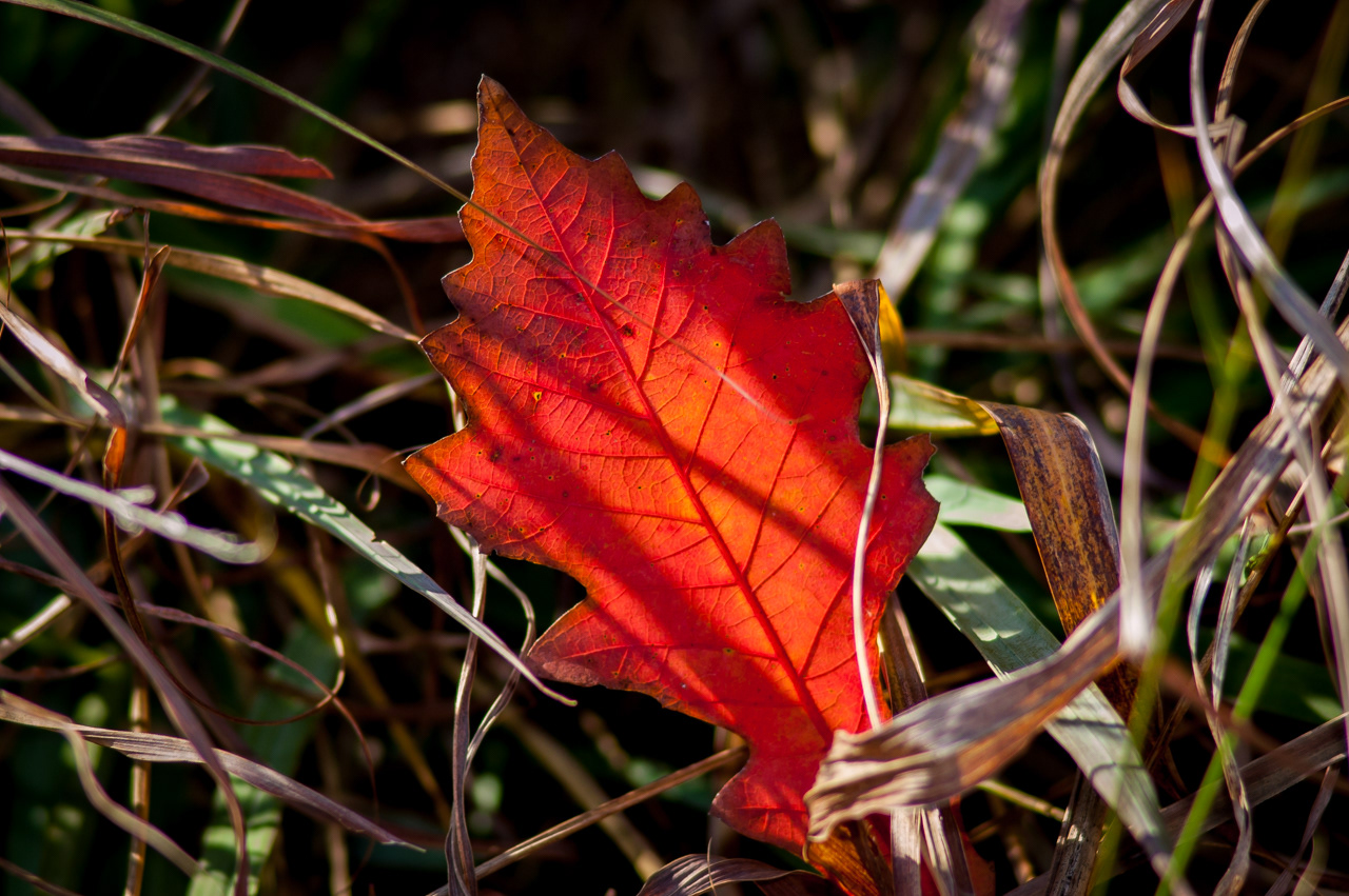 The Last Leaf Of Fall