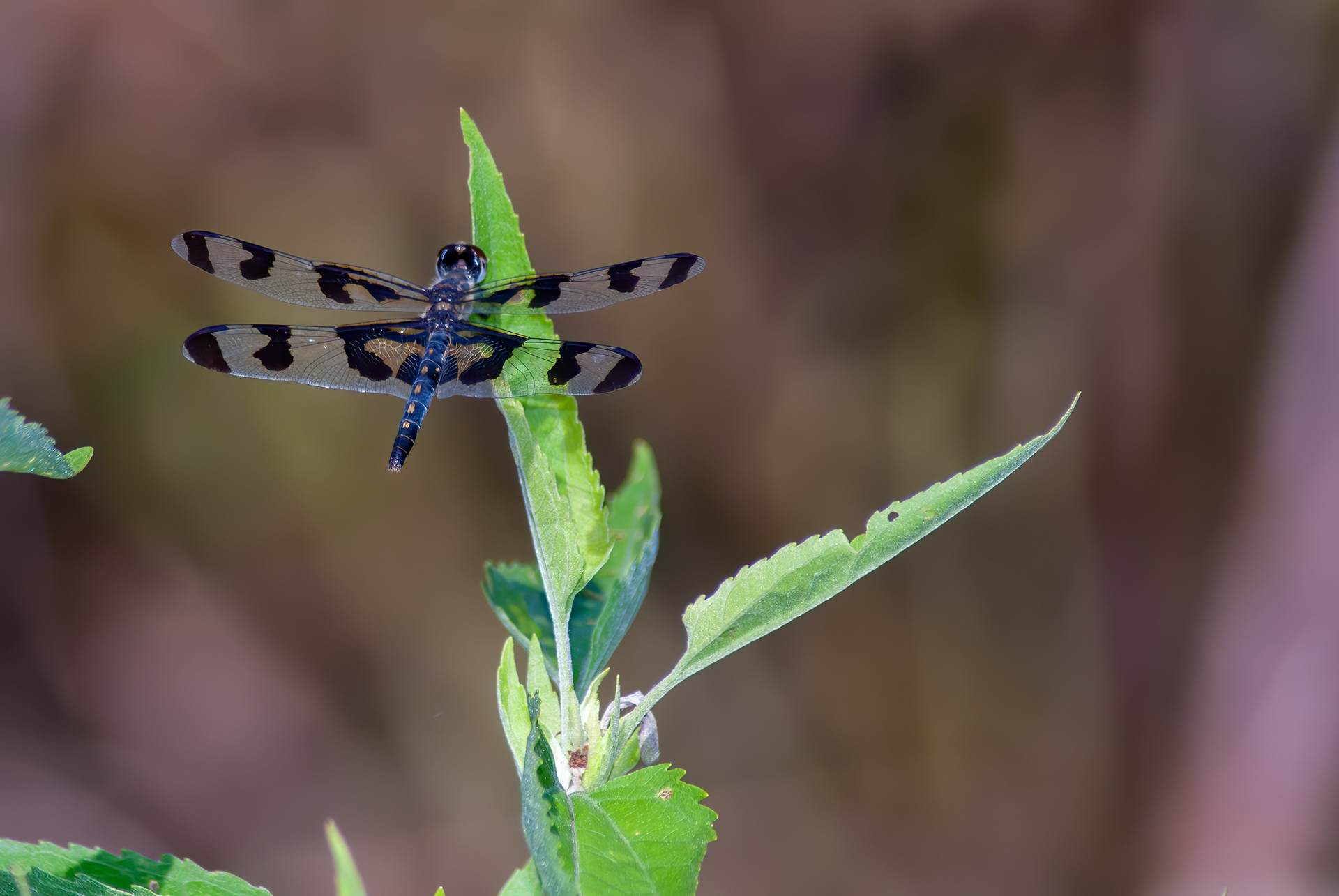 Banded Pennant (elithemis fasciata )