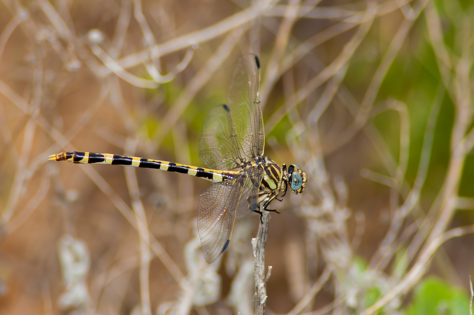 Four-striped Leaftail (Phyllogomphoides stigmatus)