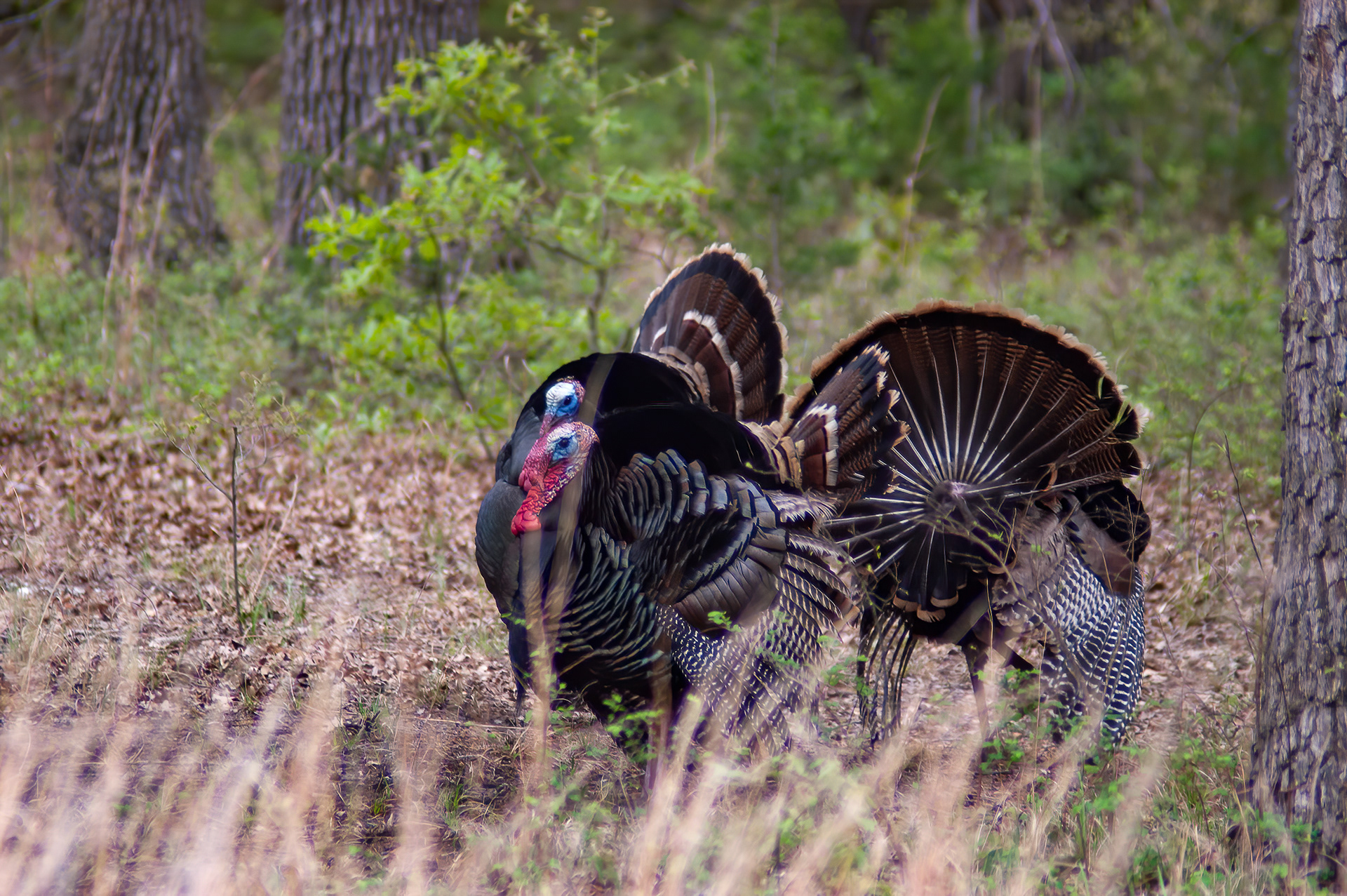 Wild Turkey (Meleagris gallopavo)