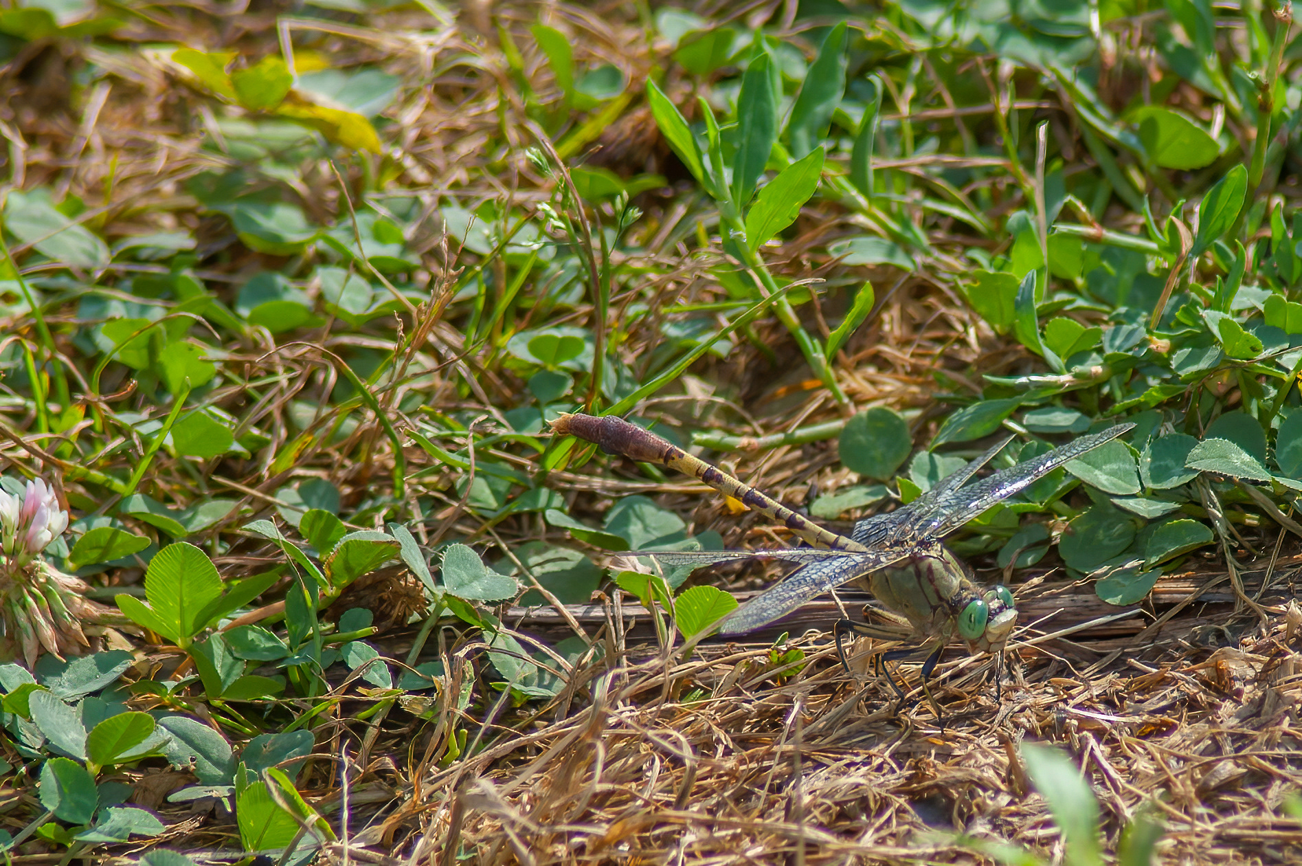 Jade Clubtail (Arigomphus submedianus)
