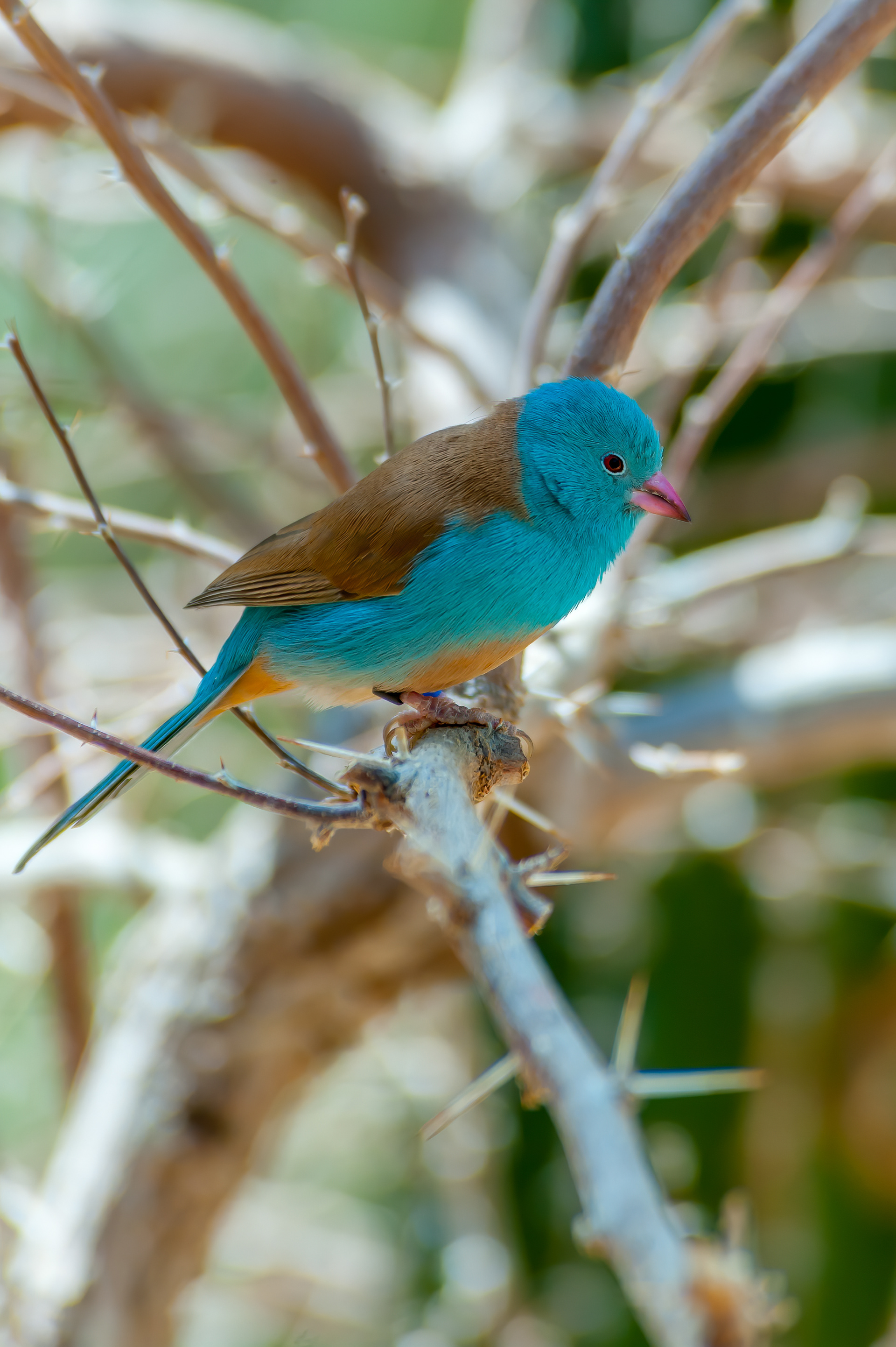 Blue-capped Cordon Bleu