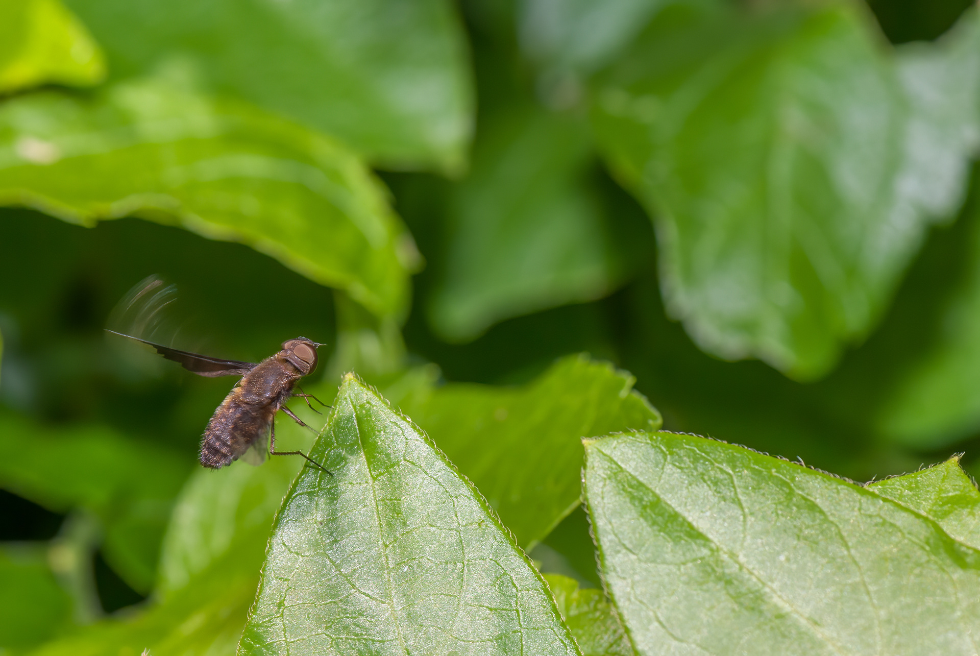 ProgressiveBee Fly (Exoprosopa fasciata)