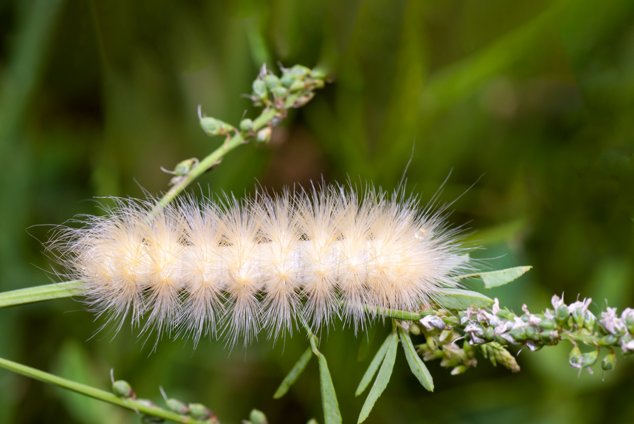 Virginia Tiger Moth Caterpillar