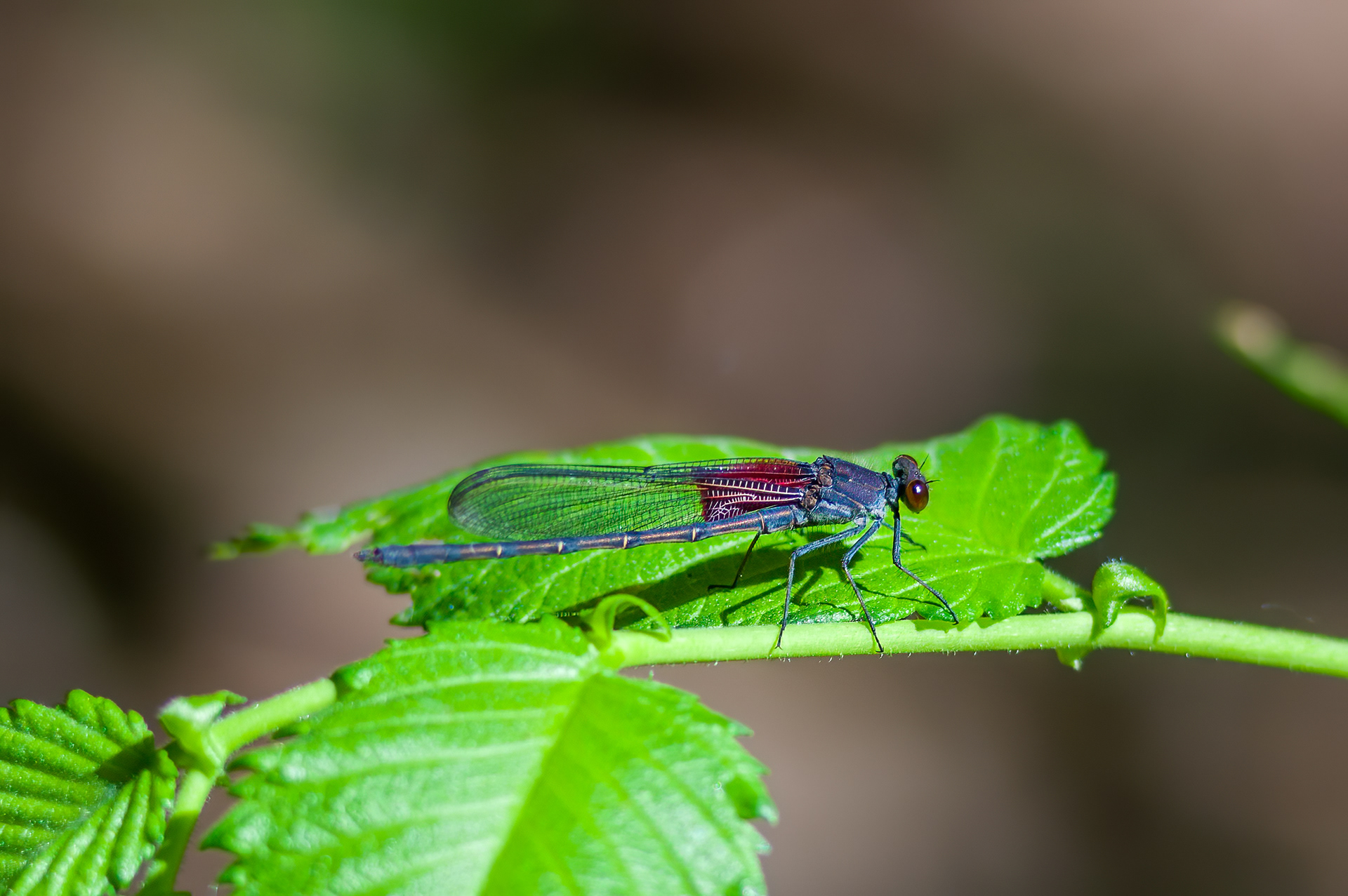 American Rubyspot (Hetaerina americana)