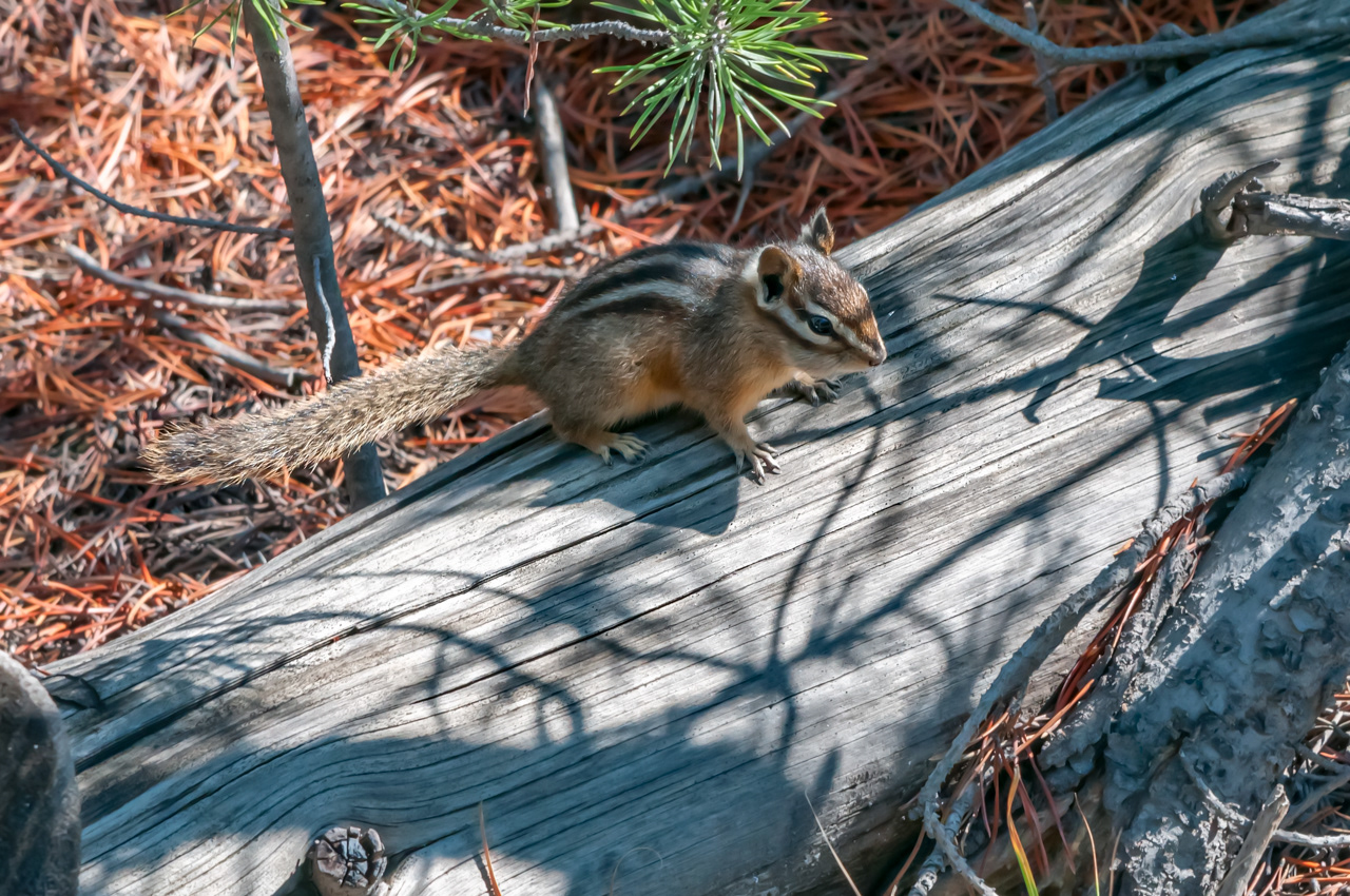 Chipmink in Yelloestone National Park