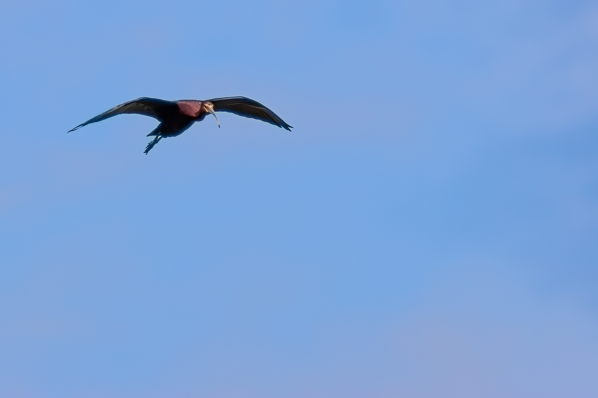 White-Faced Ibis (Plegadis chihi)