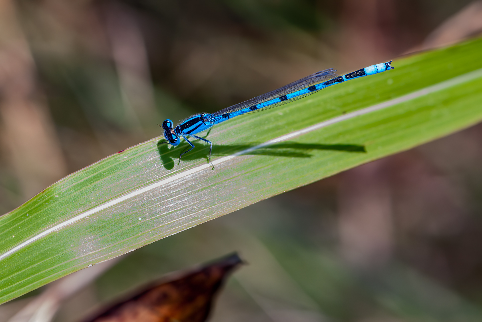 Familiar Blue  (Enallagma civile)