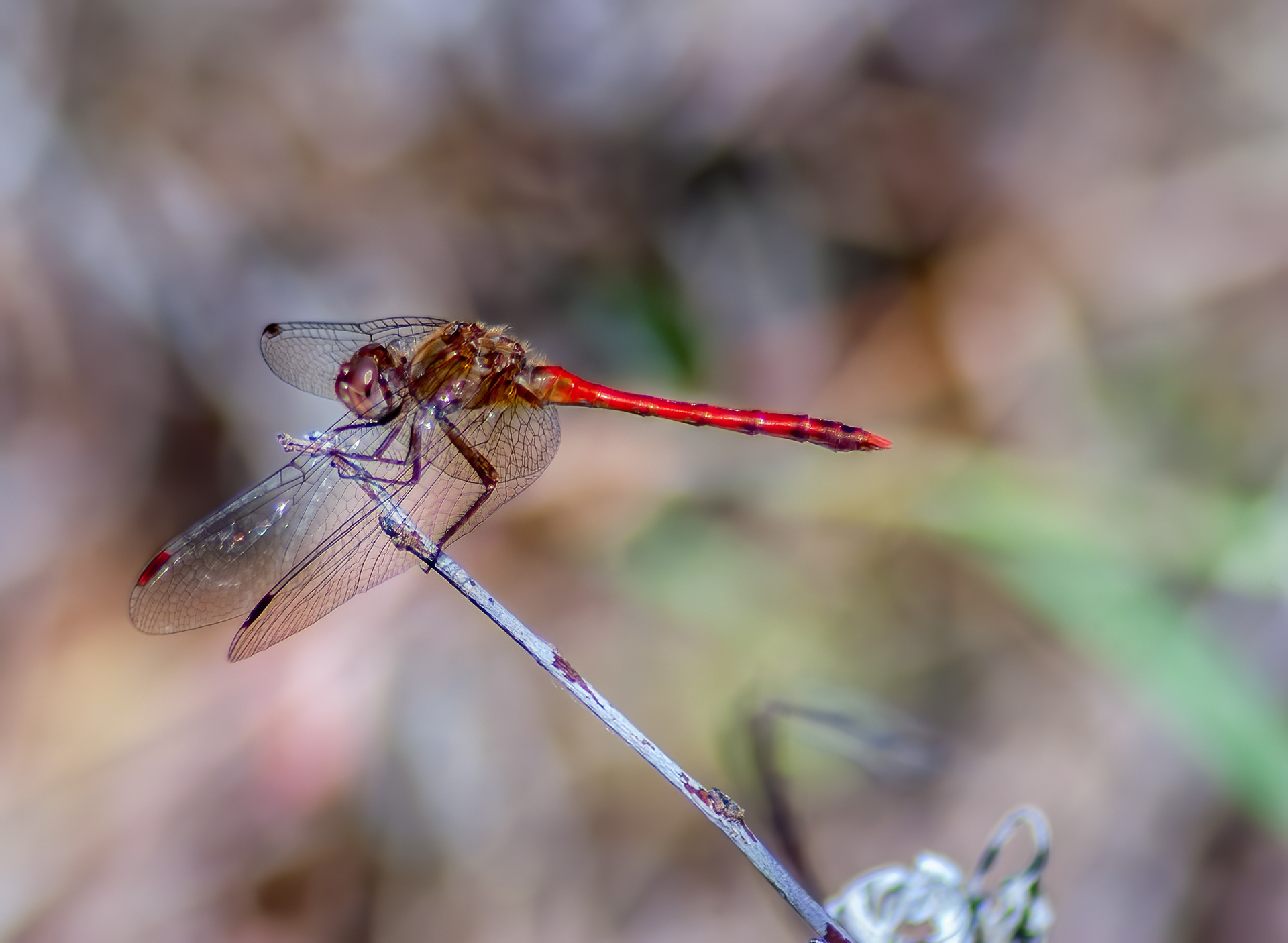 Autumn Meadowhawk (Sympetrum vicinum)
