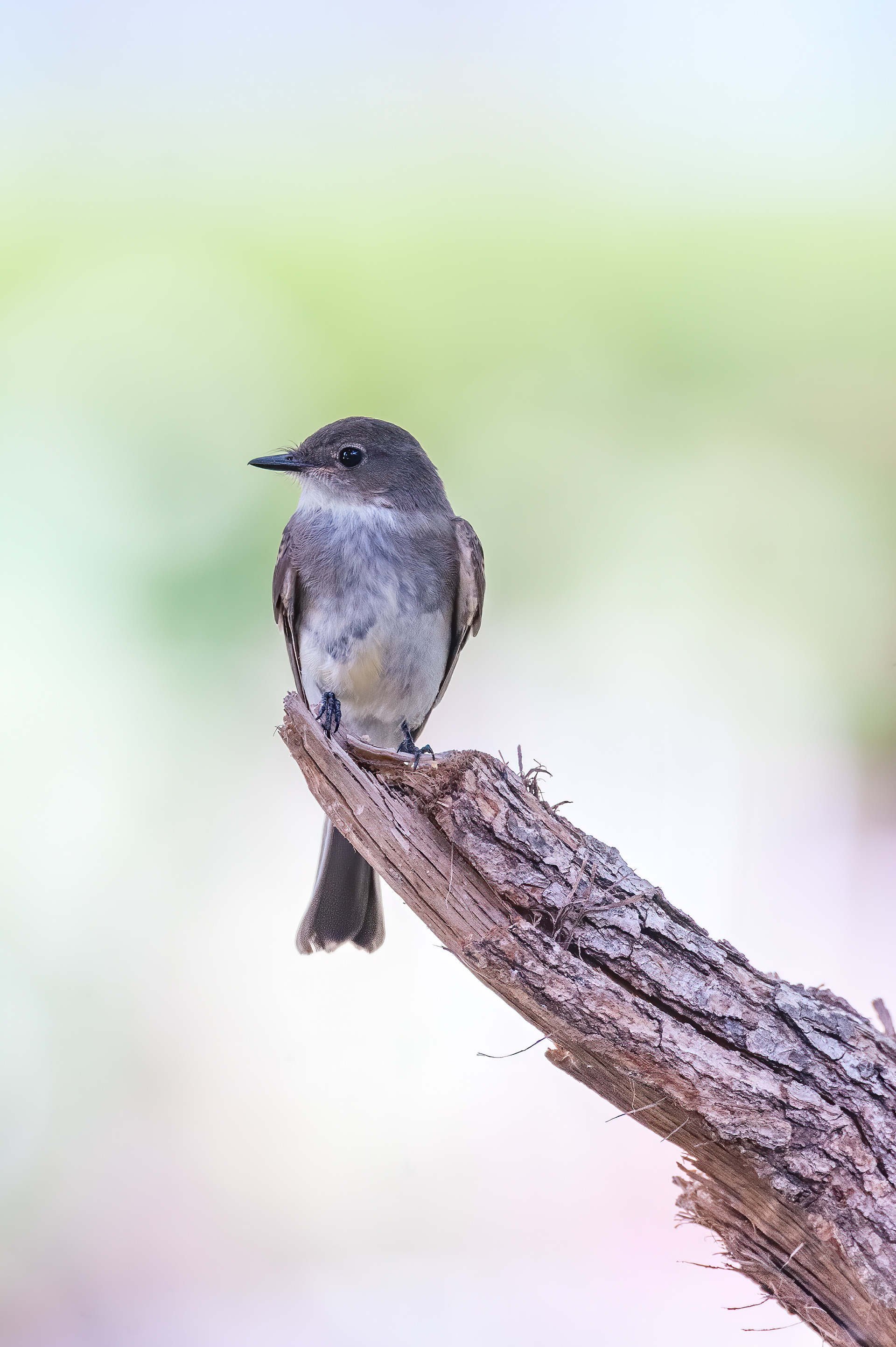 Eastern Phoebe (Sayornis phoebe)