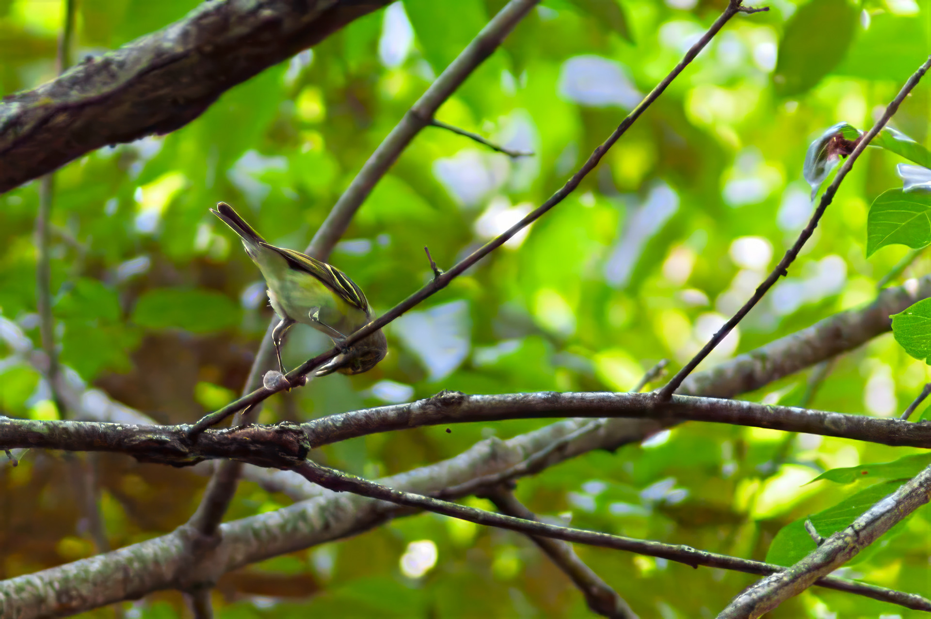 Whit-eyed Vireo (Vireo griseus)