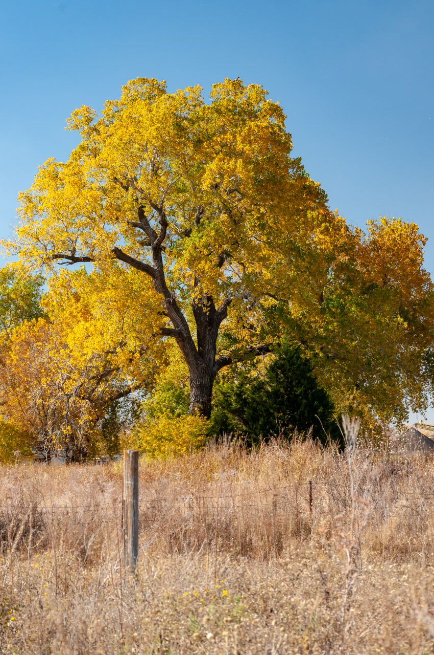 Fall Cottonwood Tree
