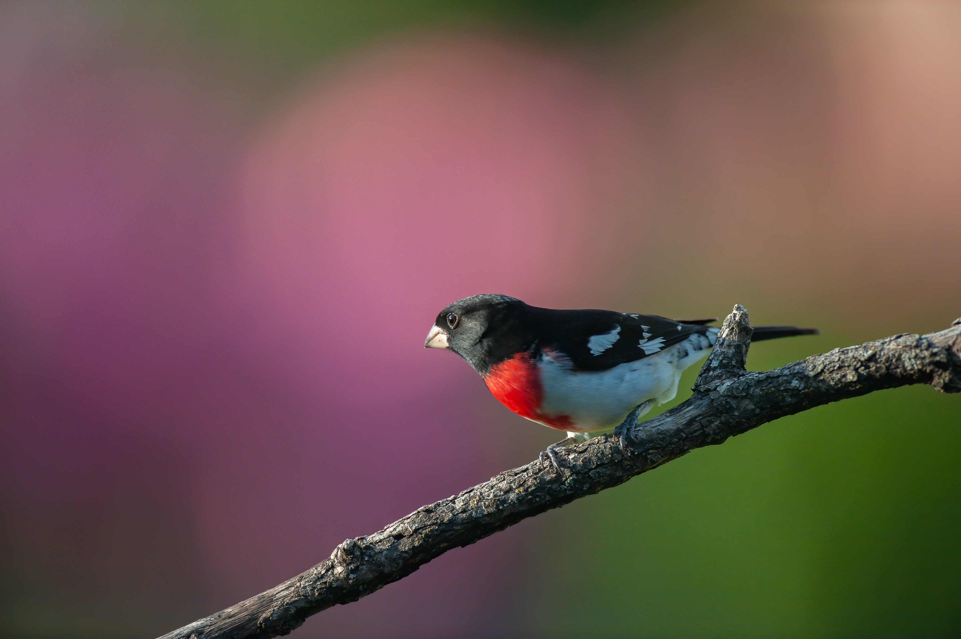 Rose-breasted Grosbeak - Male (Pheucticus ludovicianus)