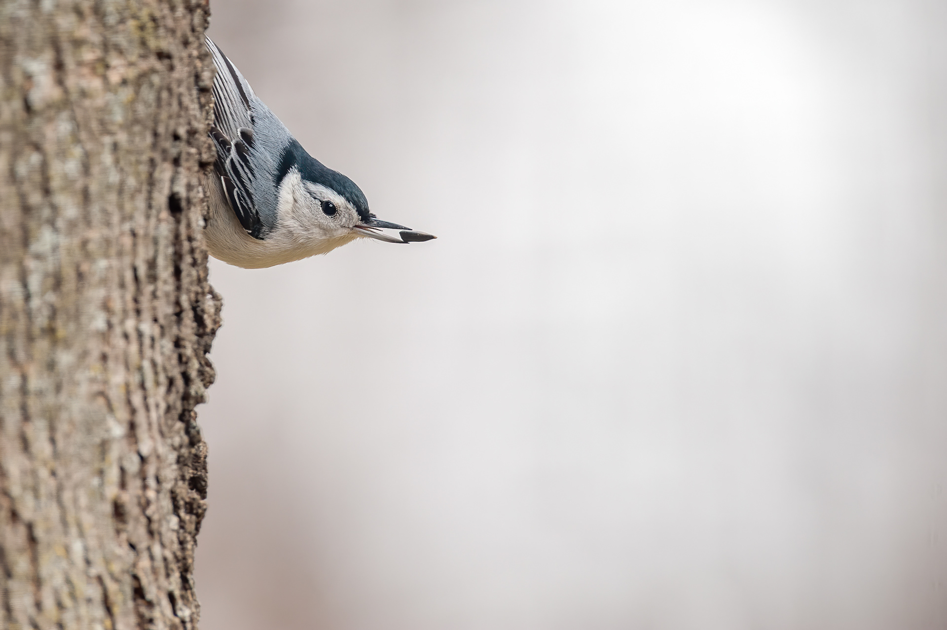 White-breasted Nuthatch (Sitta carolinensis)