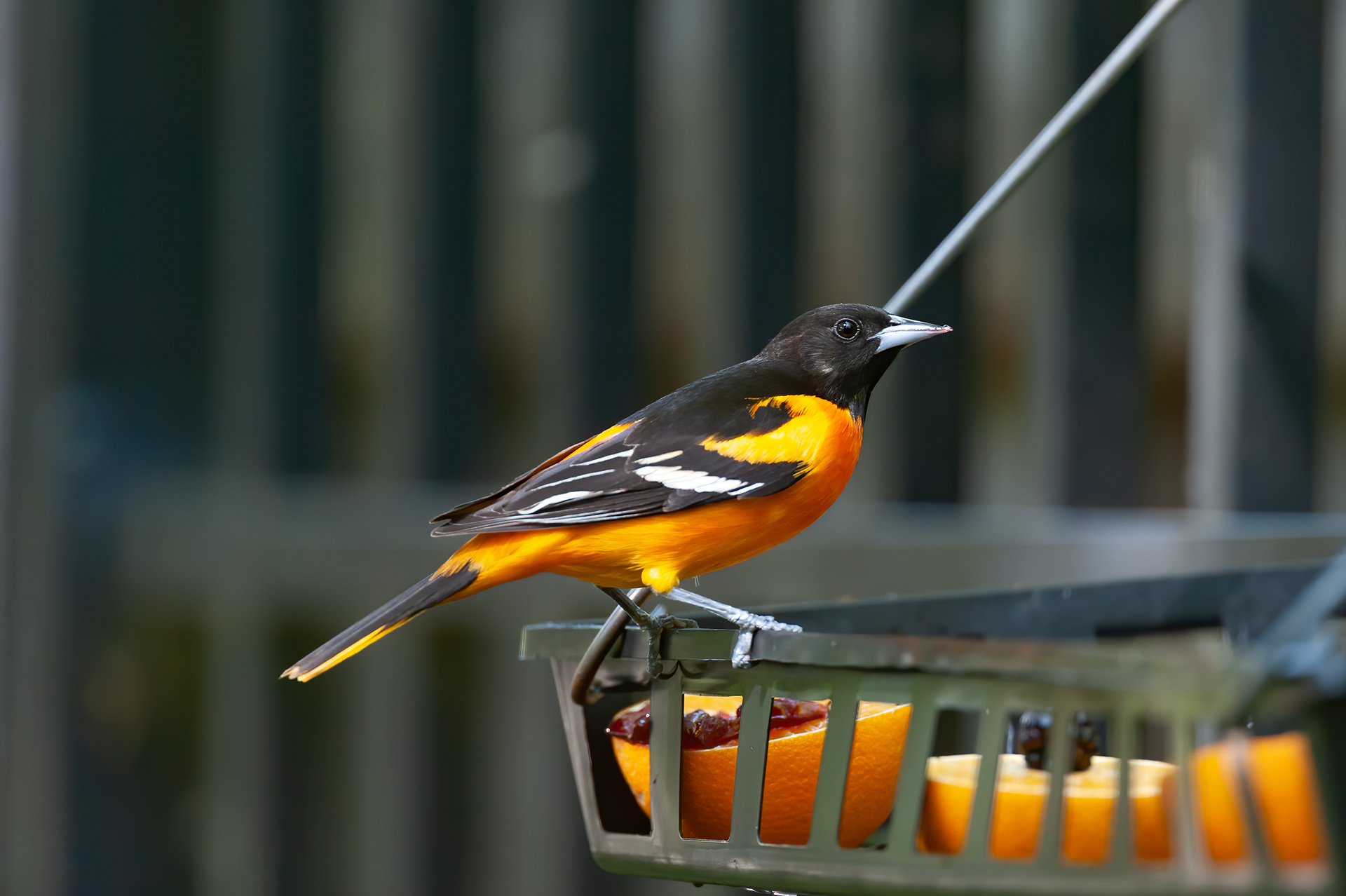 Baltimore Oriole - Male