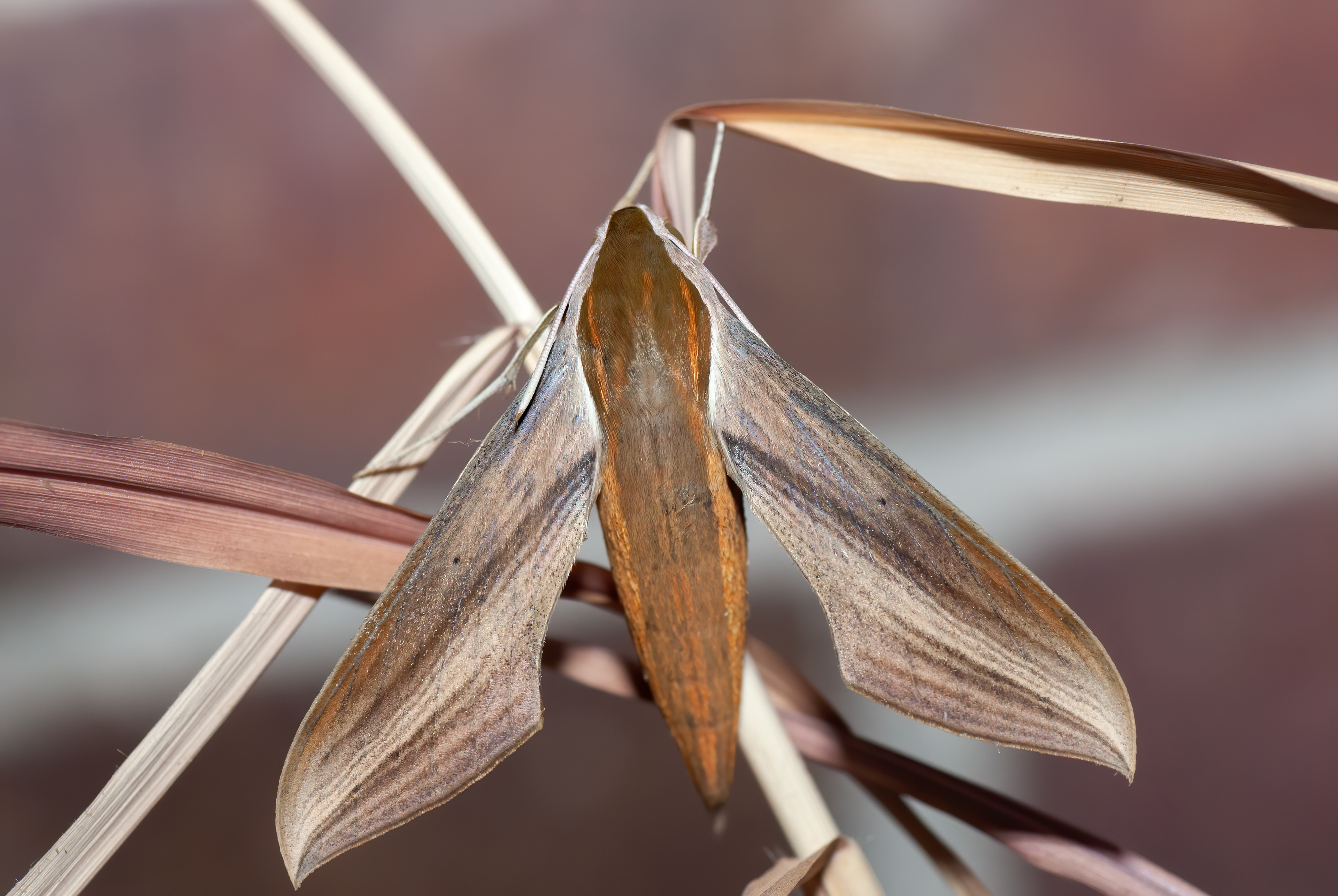 Tersa Sphinx Moth (Xylophanes tersa)