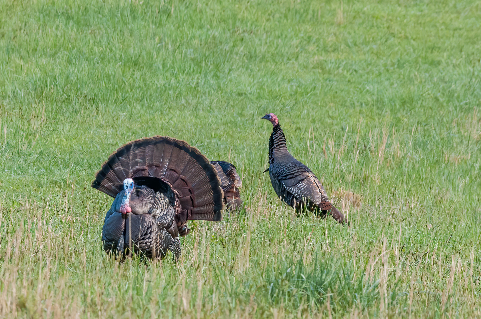 Wild Turkey (Meleagris gallopavo)