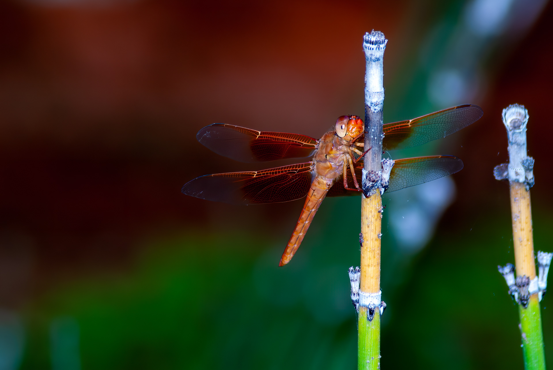 Flame Skimmer - Female  (Libellula saturata)