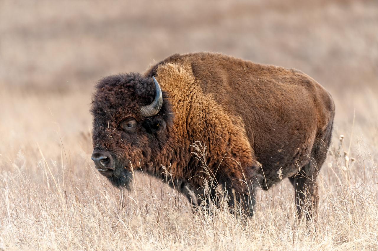 American Bison in the Tall Grass Prairie Preserve